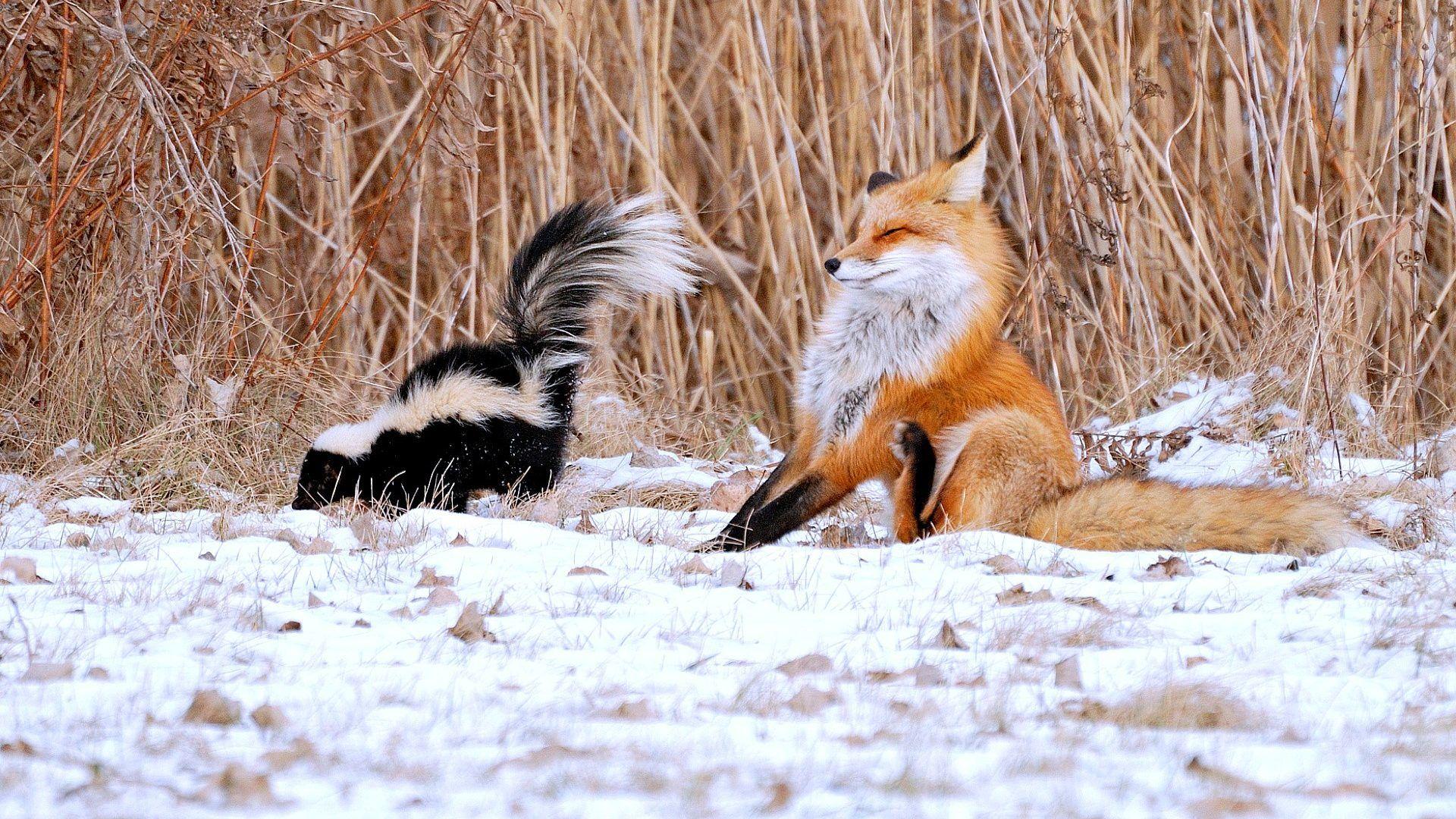 Other: Snow Nature Skunk Fox Desktop Background for HD 16:9 High