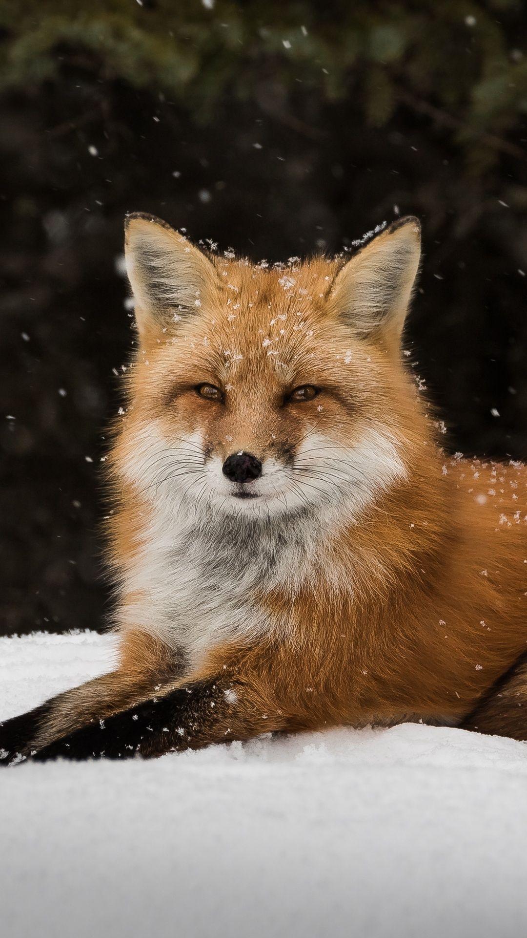 Wildlife Snow Fox Wallpaper