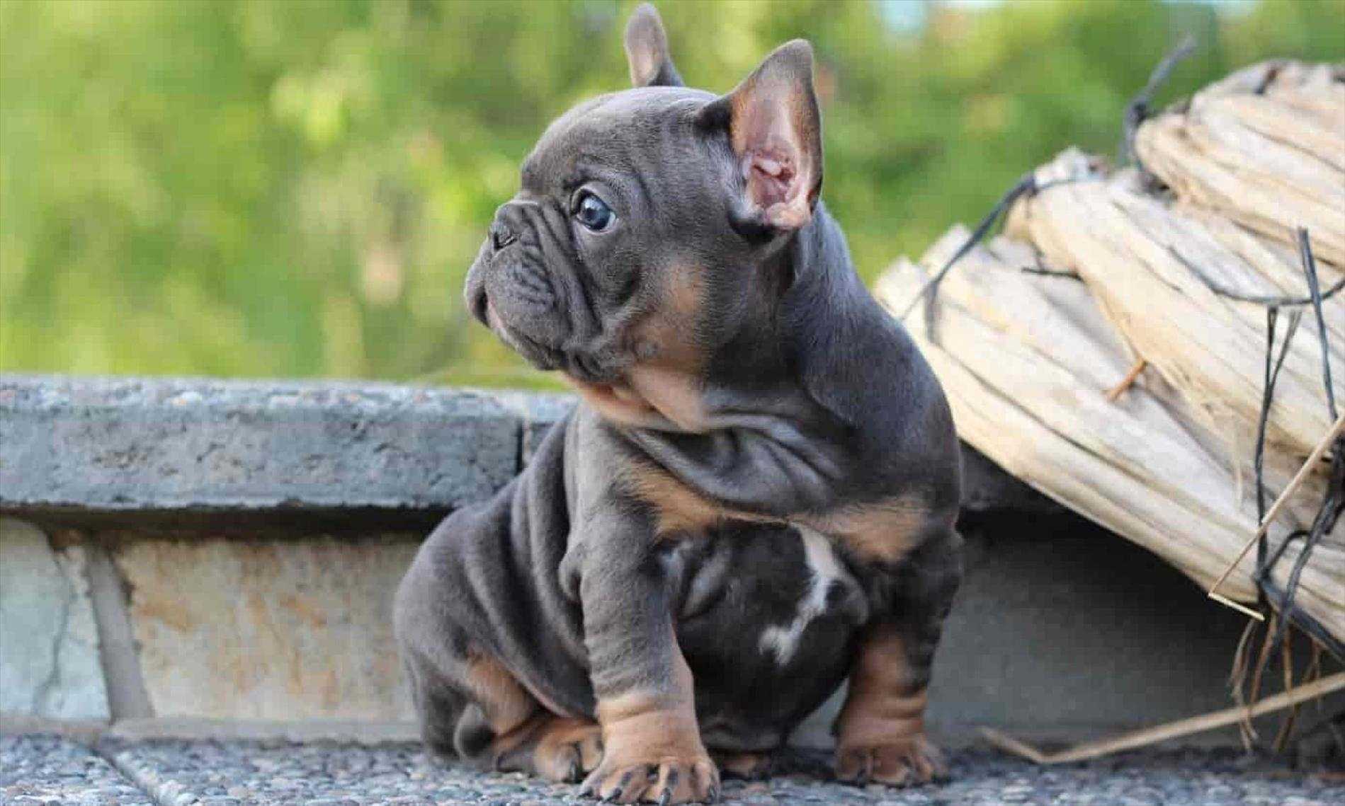 Bully And Brindle French Bulldog Mini Grey Pattern Archives