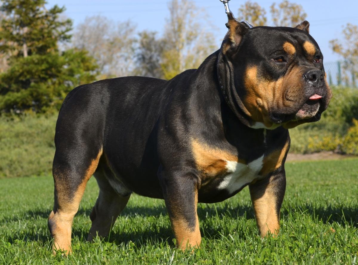American Bully Picture