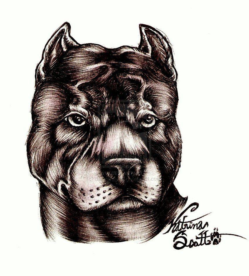 American Bully Portrait by Bully Image, Picture