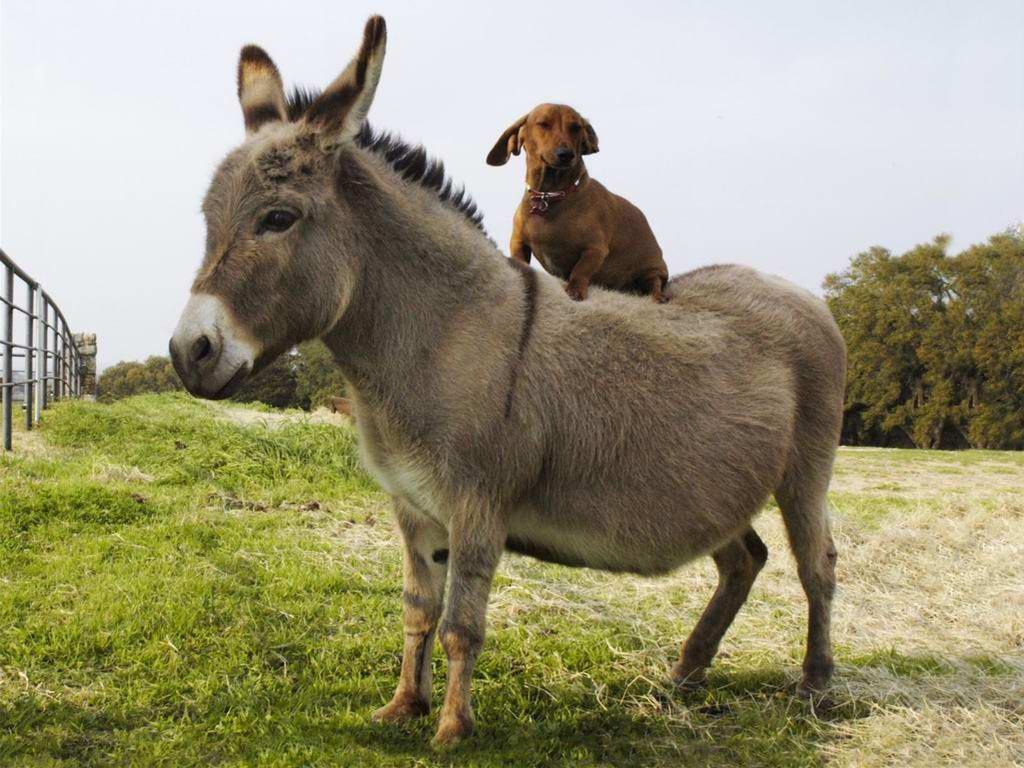 Donkey Wallpaper. Fun Animals Wiki, Videos, Picture, Stories