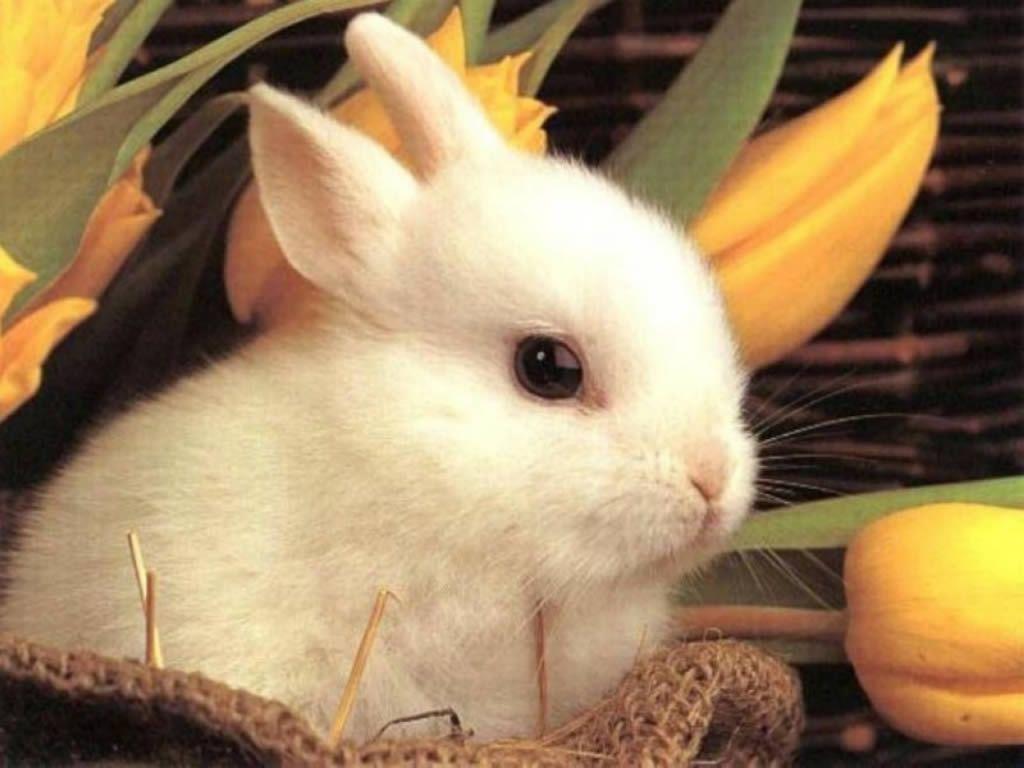 Cute rabbit wallpaper. Funny Animal
