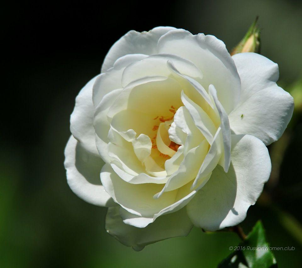 Full size wallpaper for 480x854 Android Device 262