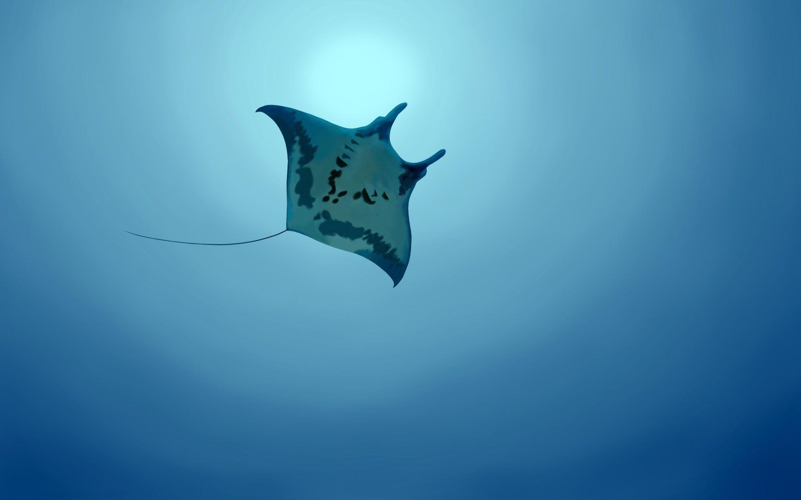 Manta Ray Different Sea Animals HD Wallpaper