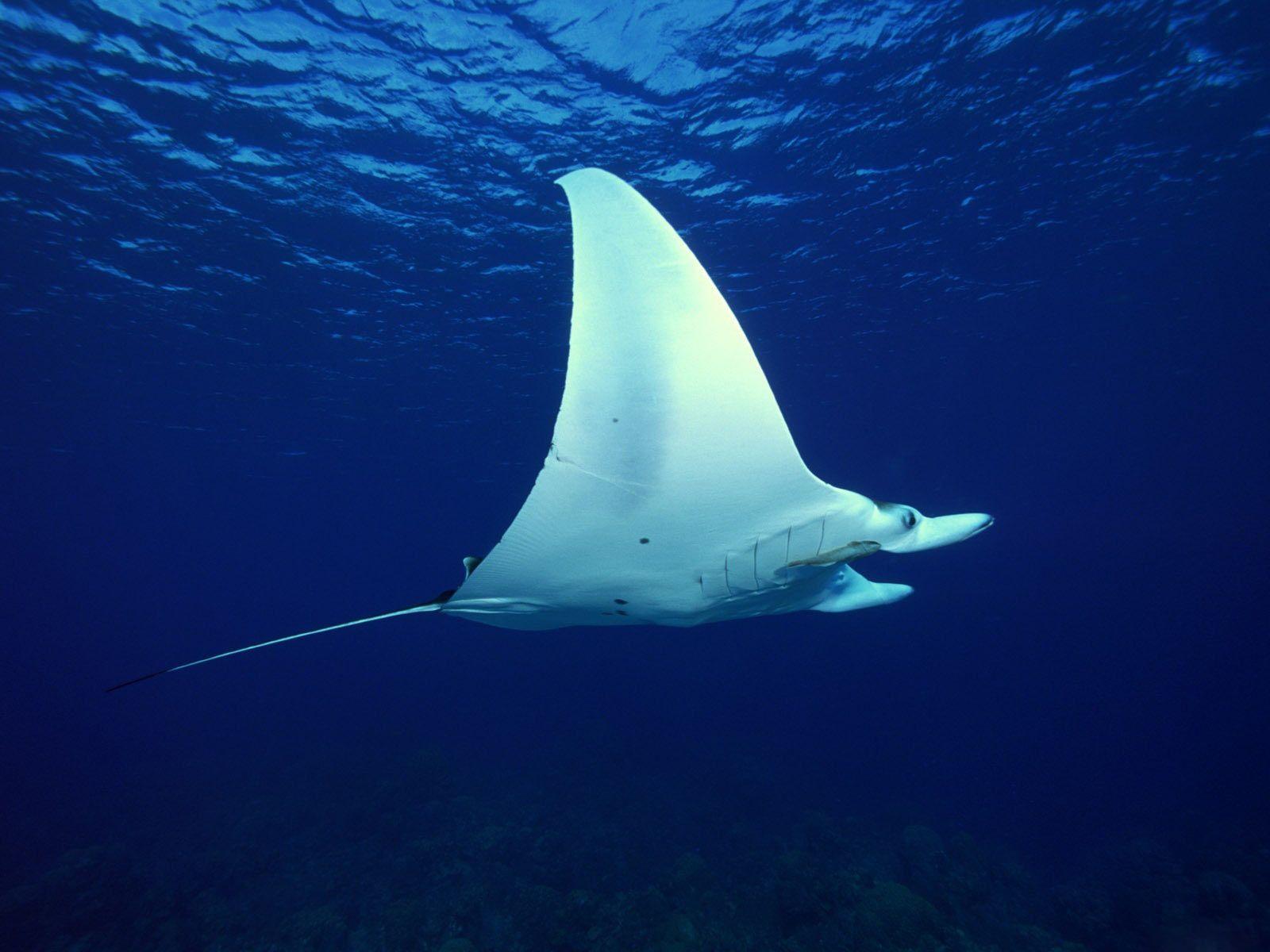 Manta Ray Picture 31055 1600x1200 px
