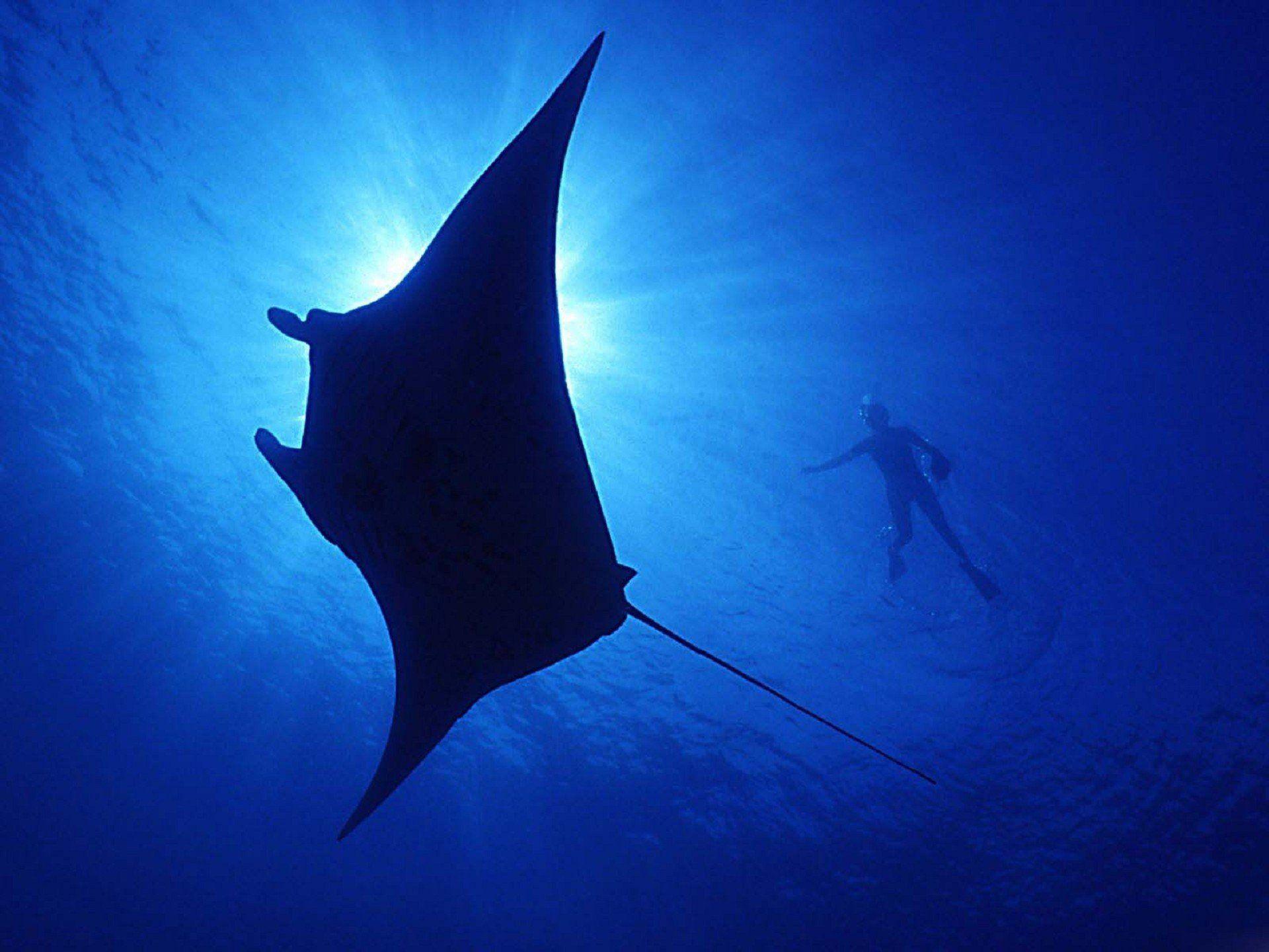 Animals silhouettes sunlight underwater manta ray wallpaper