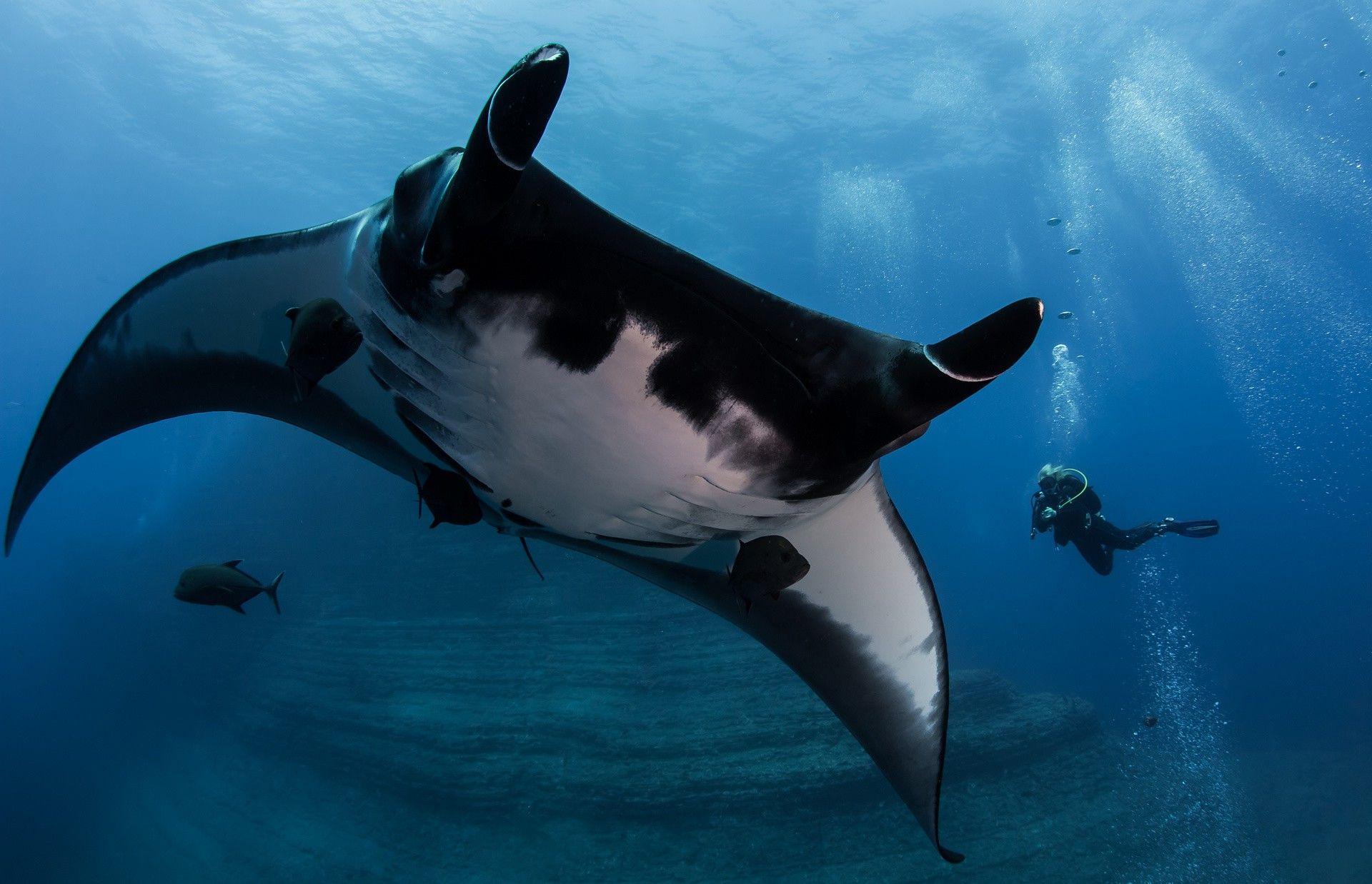 animals, Underwater, Divers, Manta Rays Wallpaper HD / Desktop