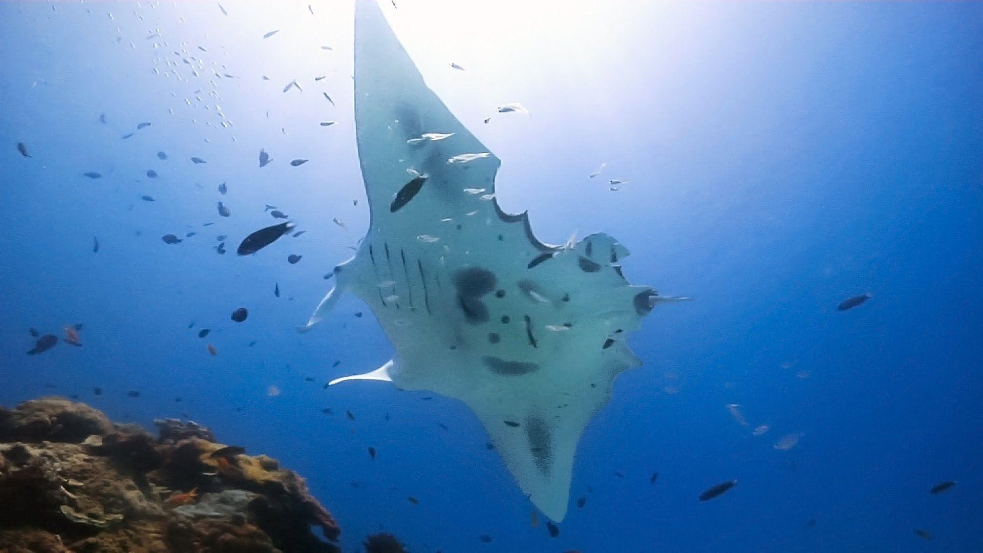 Manta ray with bite marks. I filmed it circling a cleaning station