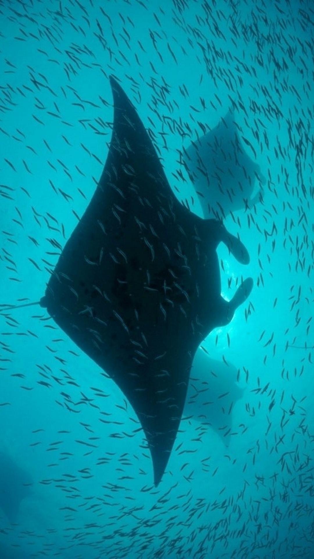 Fish maldives underwater manta ray wallpaper