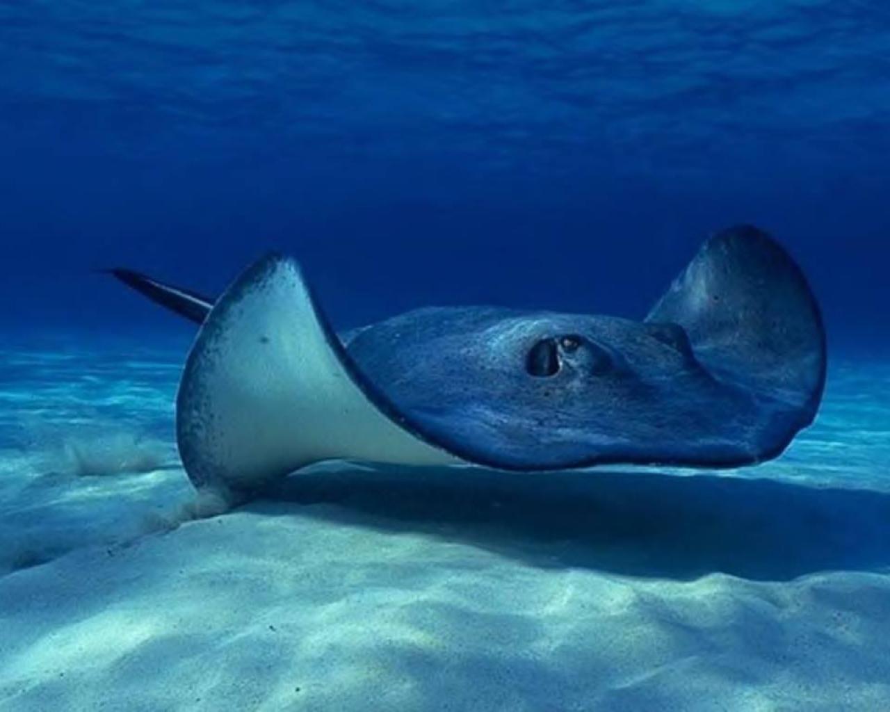 Manta ray Wallpaper 4K Underwater Ocean life 9399