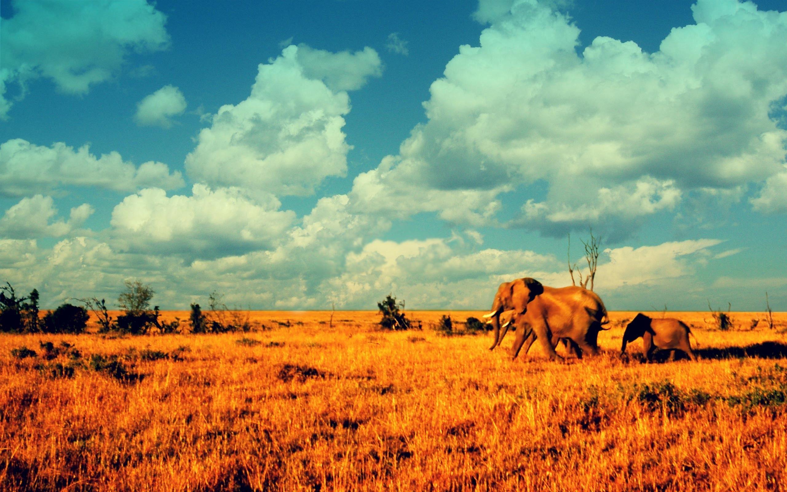 Savanna Wallpapers - Wallpaper Cave