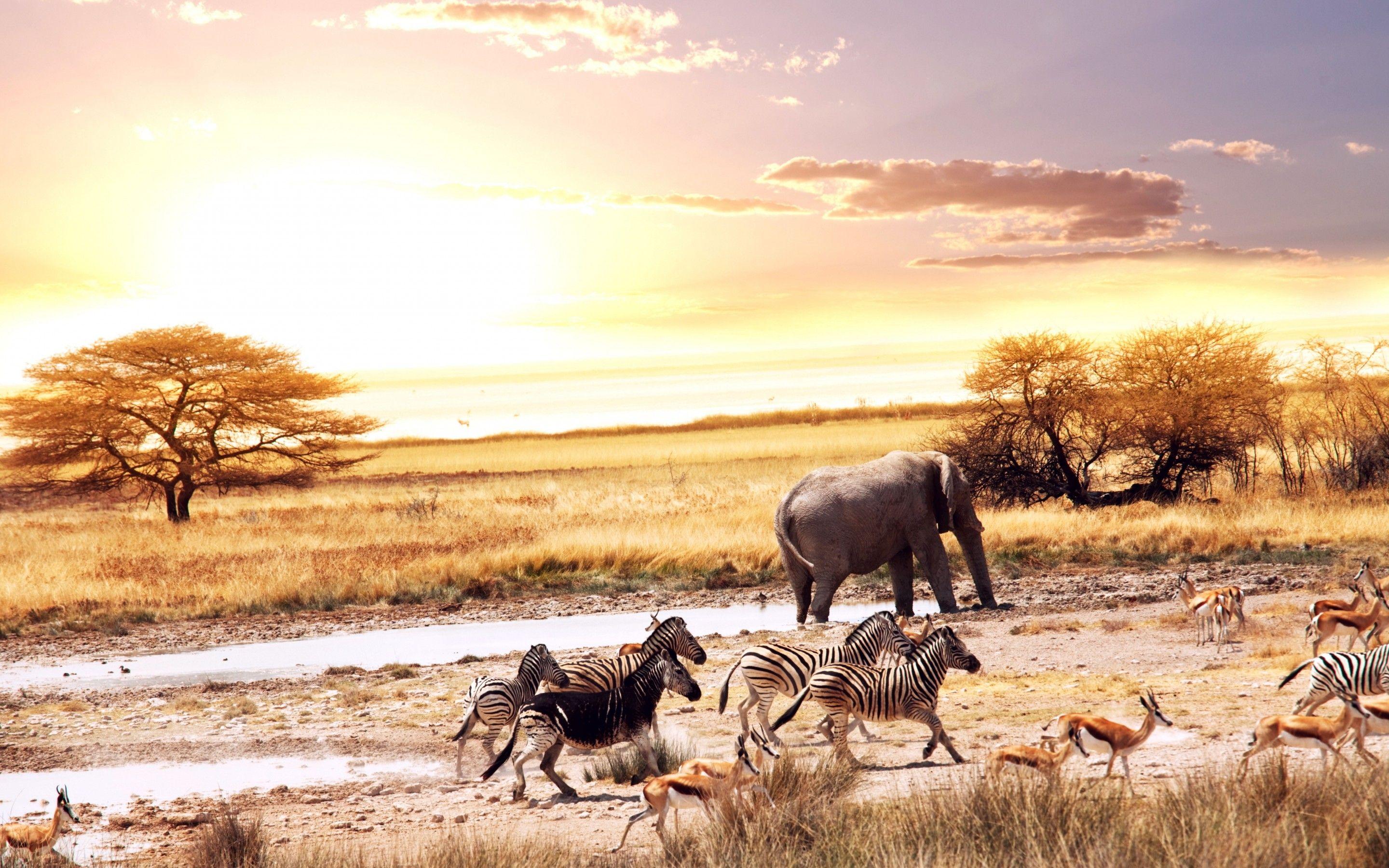 Wallpaper African Savanna, African Elephants, Zebras, Deers, 4K