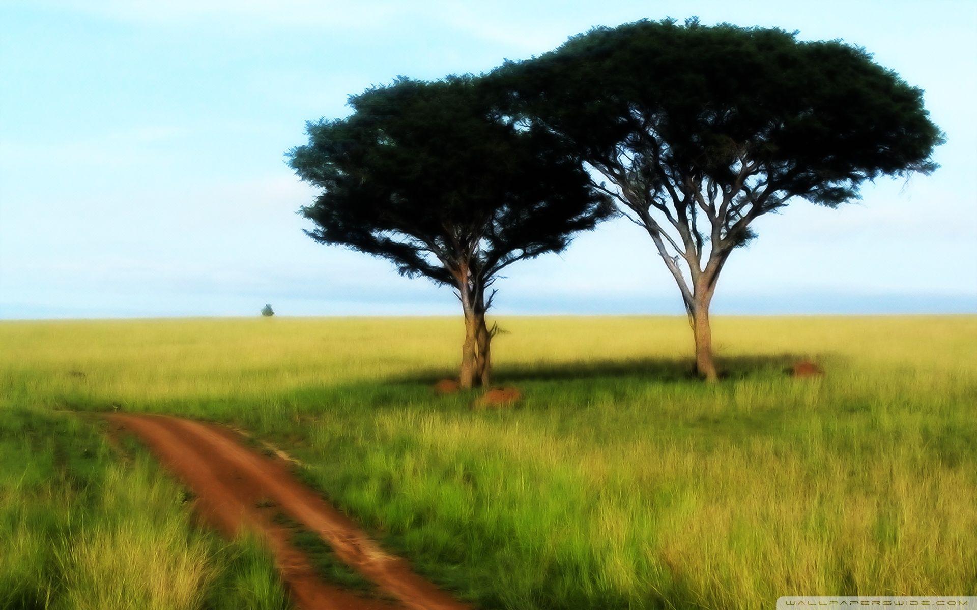 Savanna Trees ❤ 4K HD Desktop Wallpaper for 4K Ultra HD TV