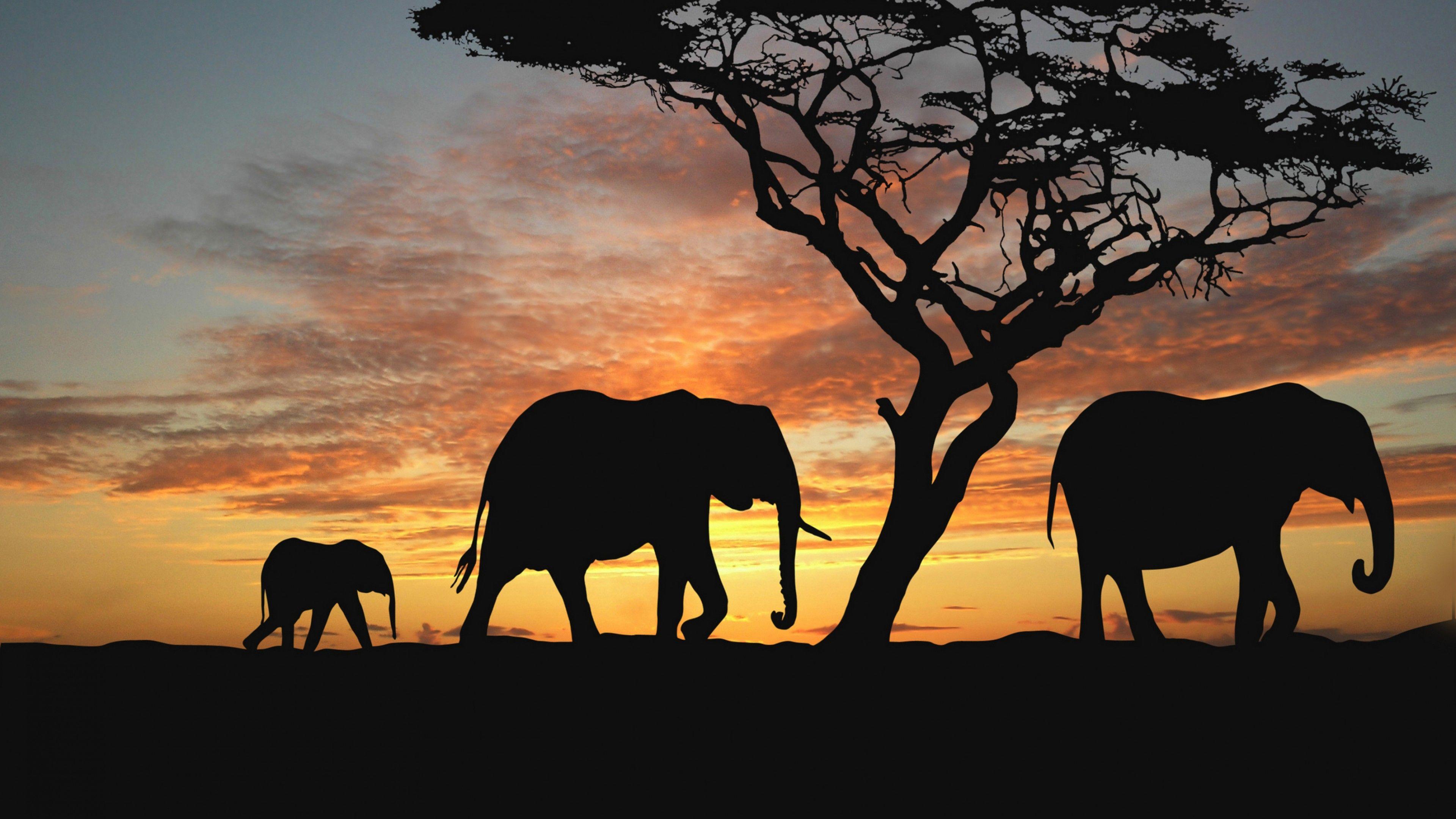 Wallpapers African Savanna, Elephants, Sunset, Silhouette, Animals