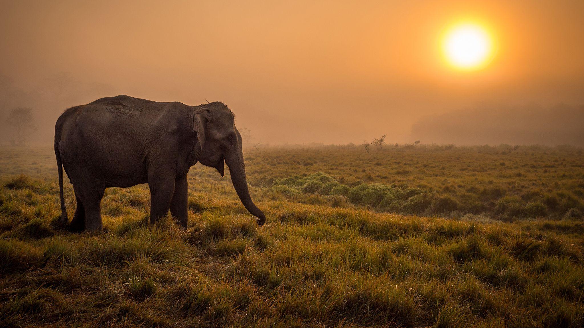 Elephants Savanna Fog Sun Grass Animals 2048x1152