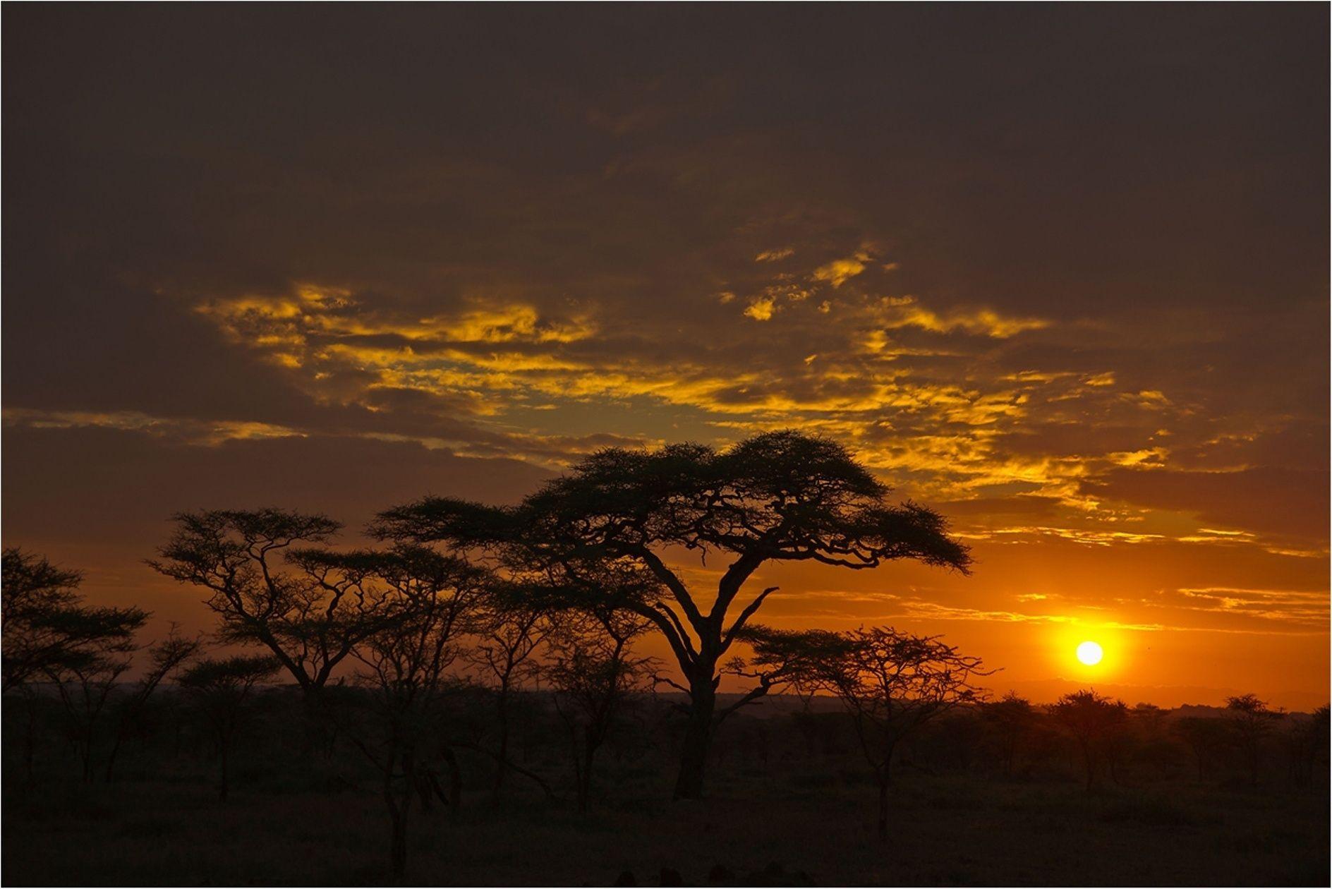 Wallpaper Decline, Orange, Clouds, Evening, Trees, Savanna HD