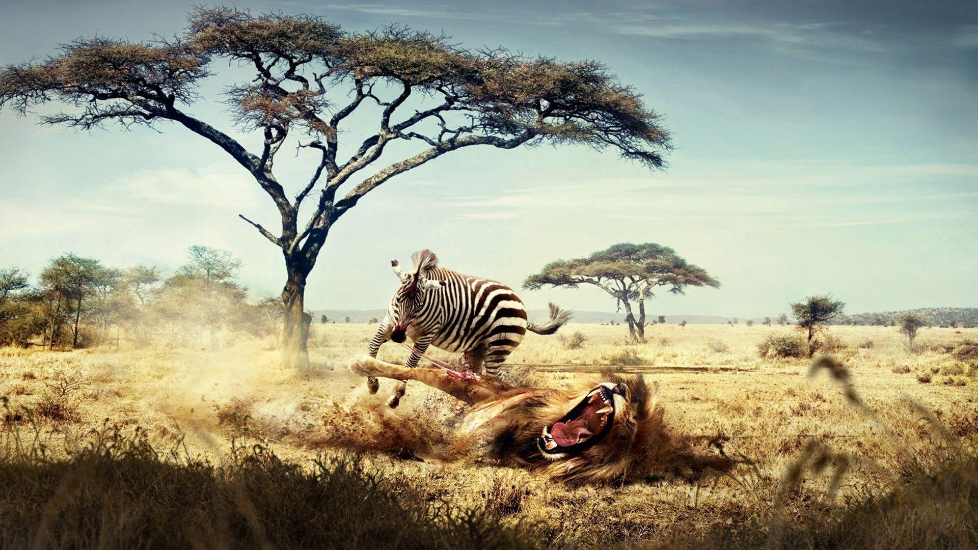 fantasy Art, Lion, Zebras, Africa, Animals, Savannah Wallpaper HD