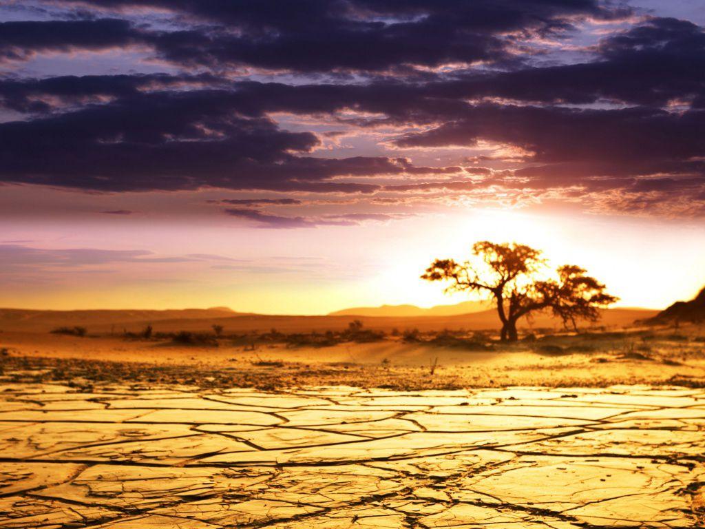Lonely tree in the African savanna. HD Desktop Wallpaper