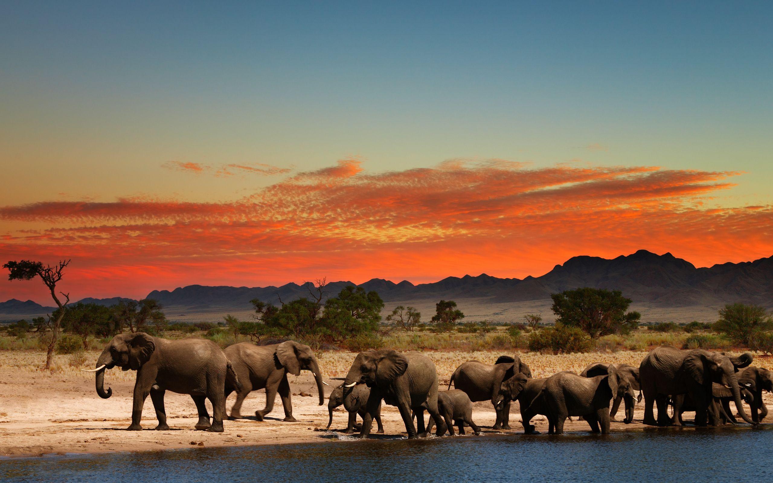 [ Wallpaper Africa ]. Elephants Tag Wallpaper Tropical