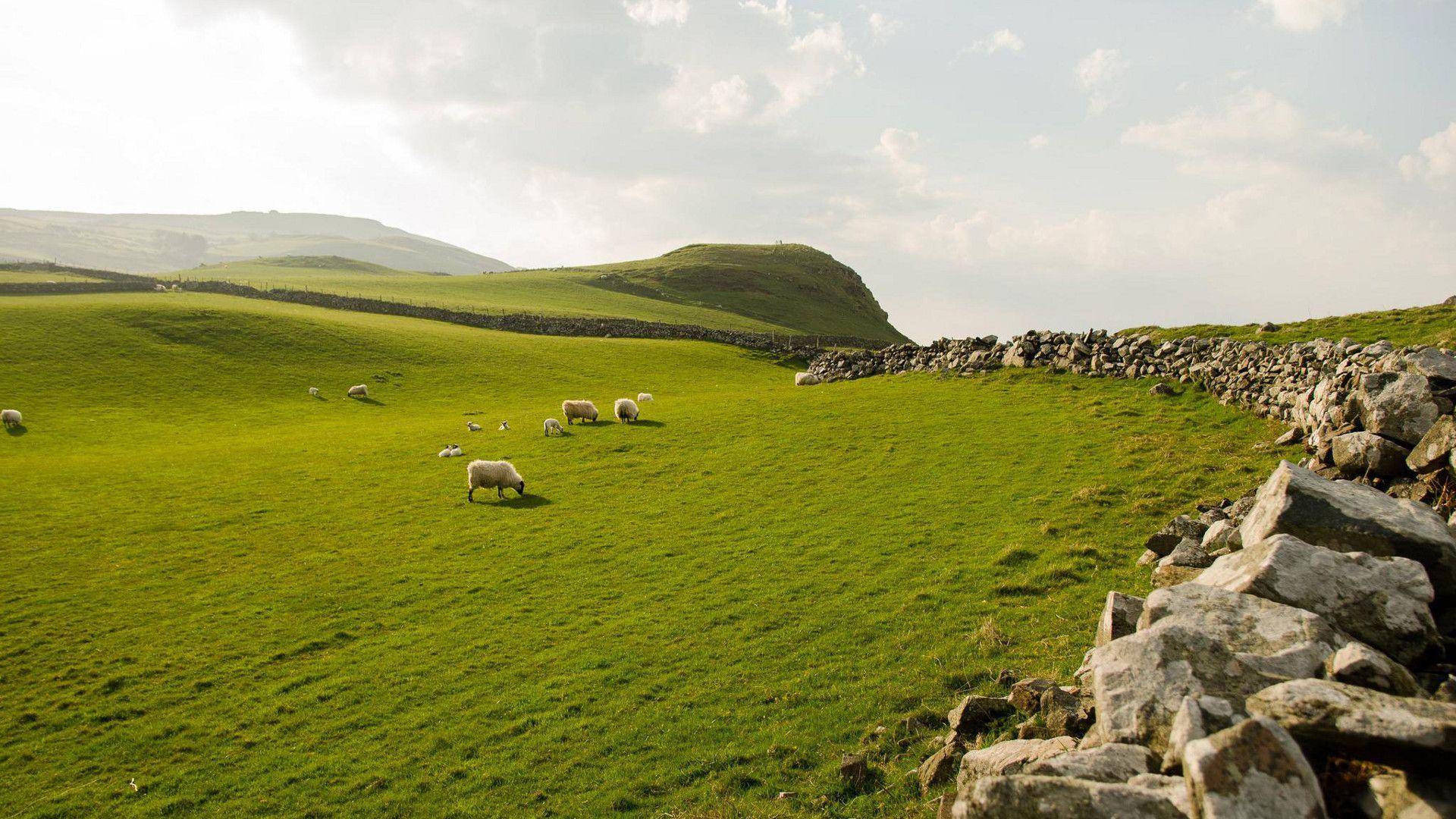 Sheep Grazing in Northern Ireland [1920x1080]