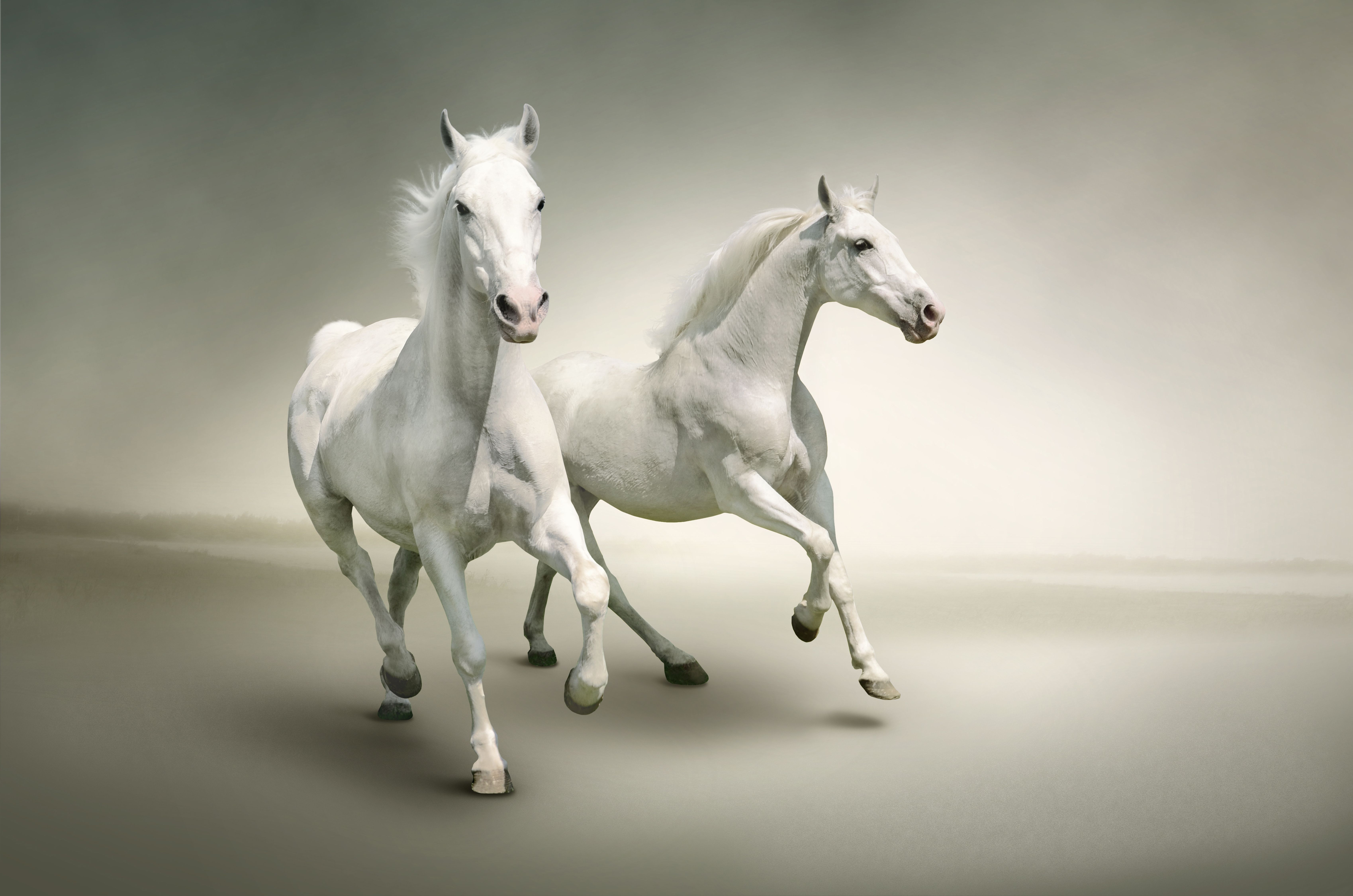 White Horses Are Running On Water HD Horse Wallpapers | HD Wallpapers | ID  #57078