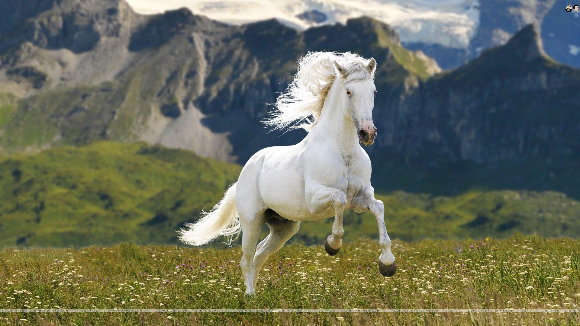 Beautiful White Horse Background Wallpaper 07652