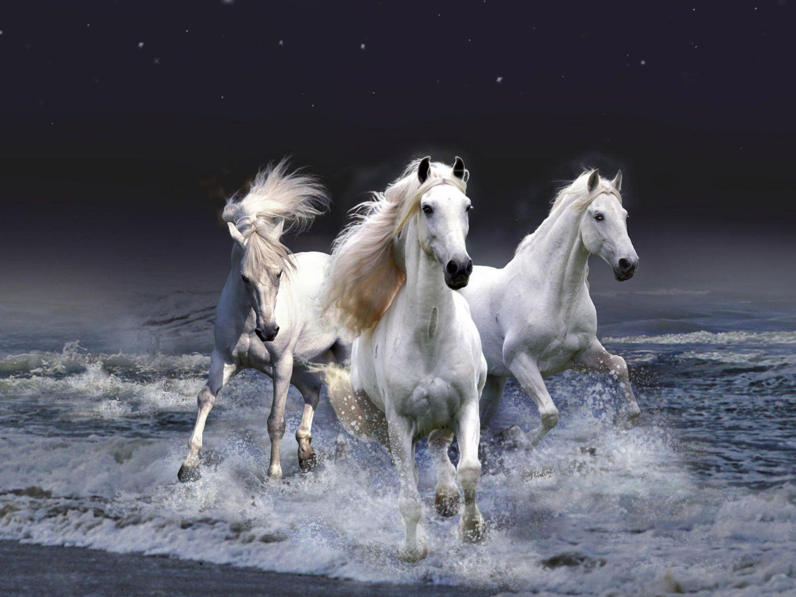White Horses wallpaperx1200