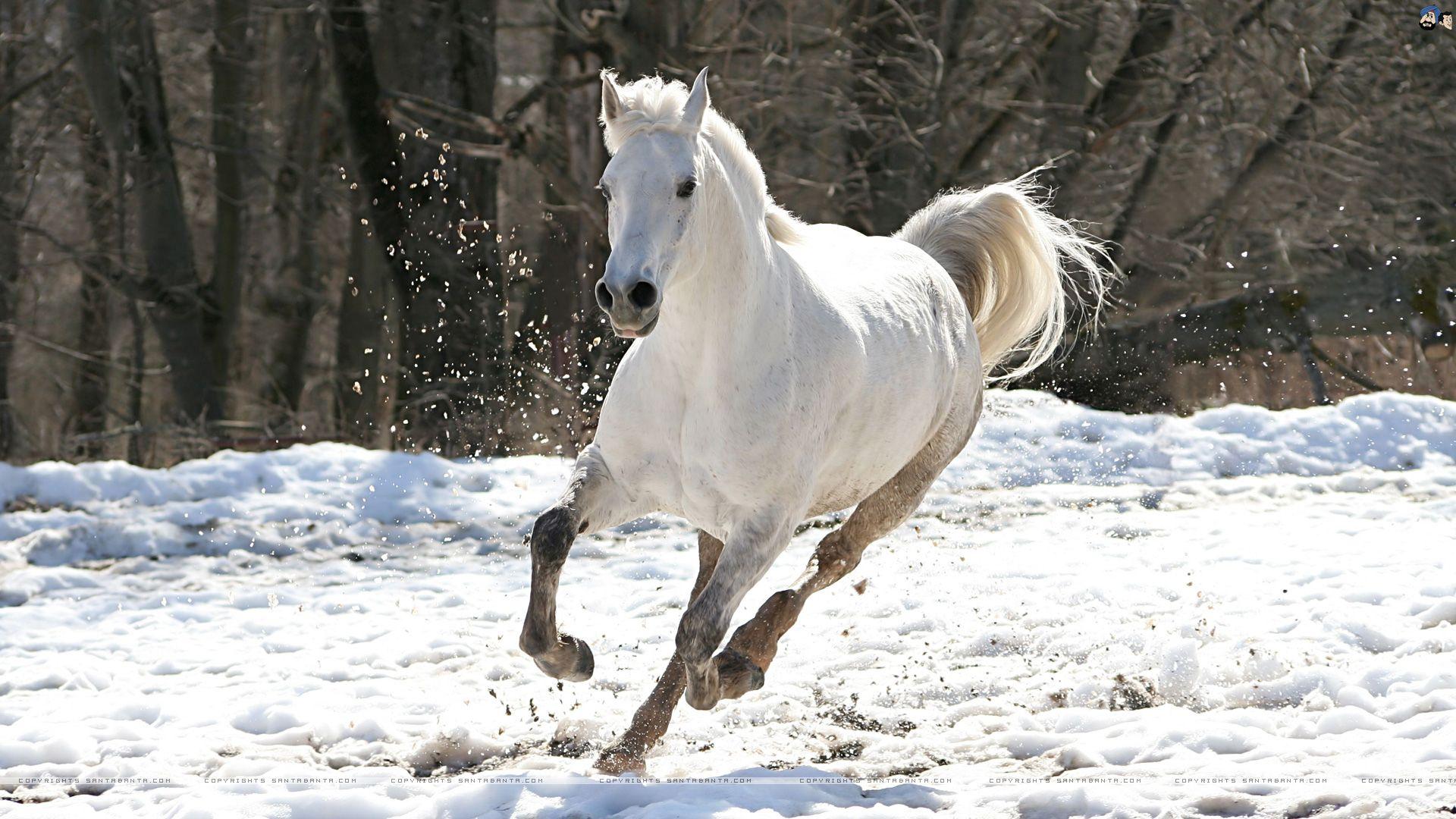 white horses wallpaper desktop