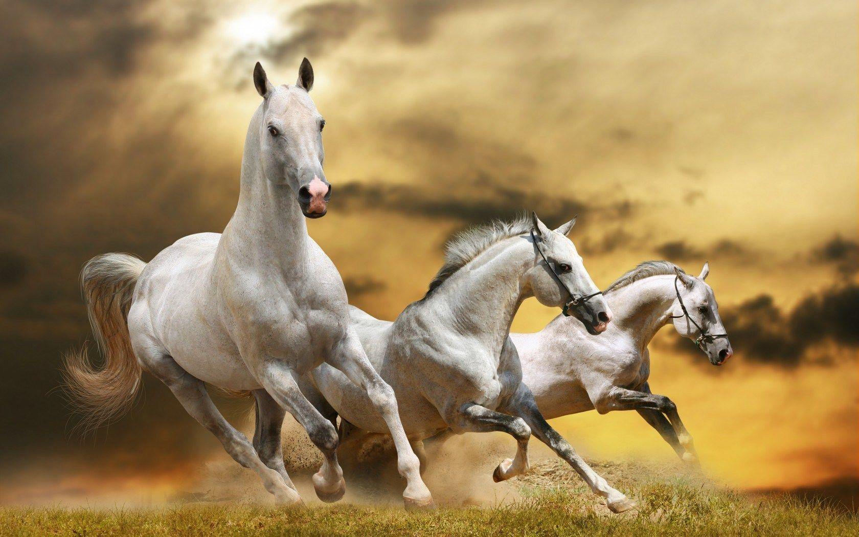 White Horses Wallpaper