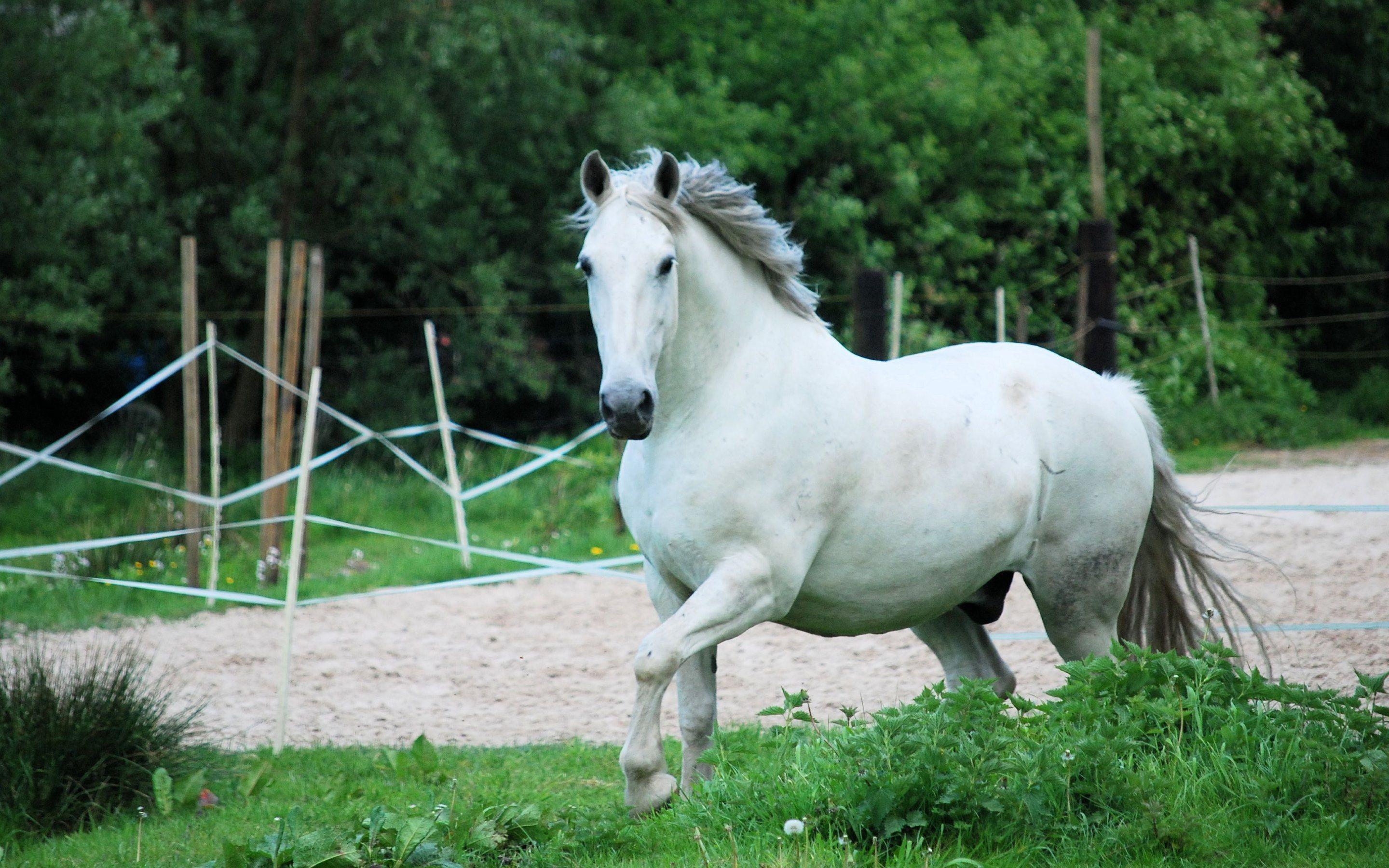 Wallpaper White Horses