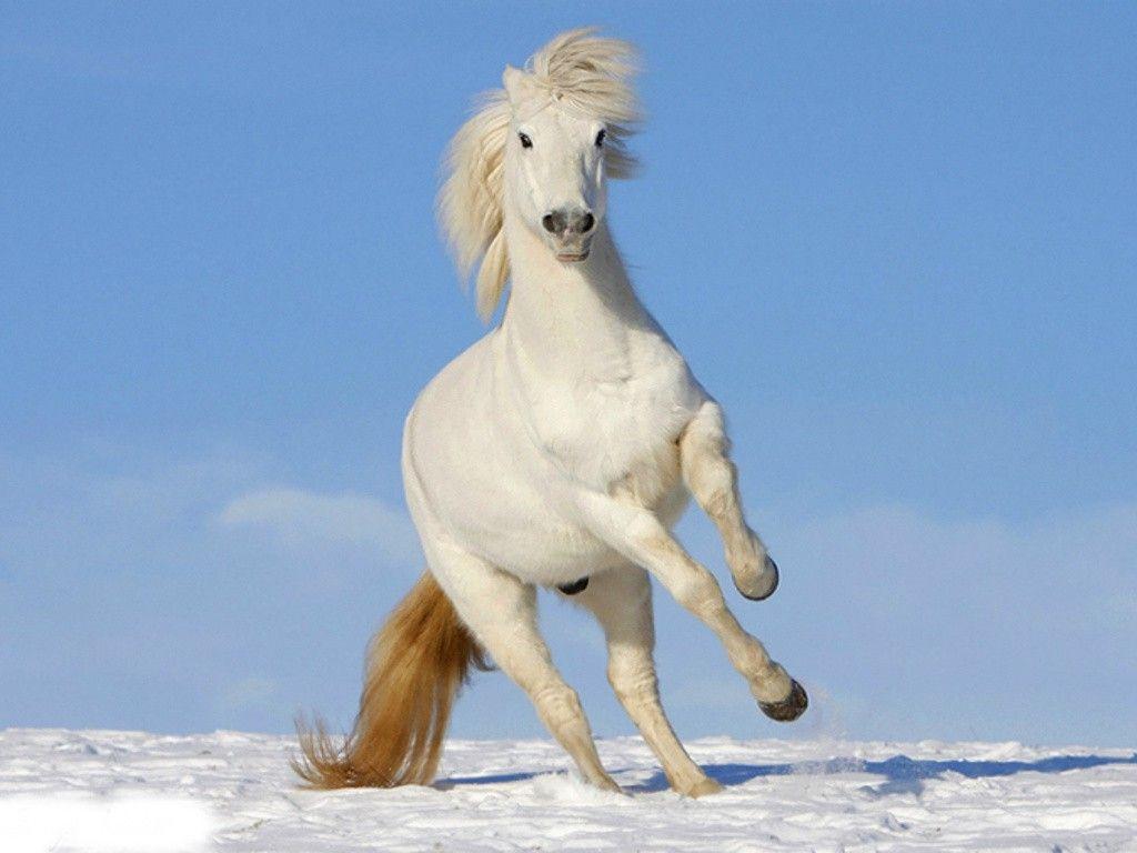 White Horse Wallpaper, Full HDQ White Horse Picture and Wallpaper