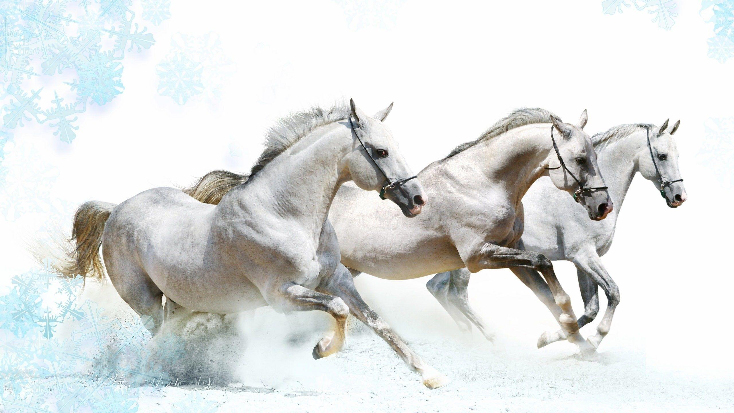 High Resolution Beautiful Animal White Horses Wallpaper HD 10