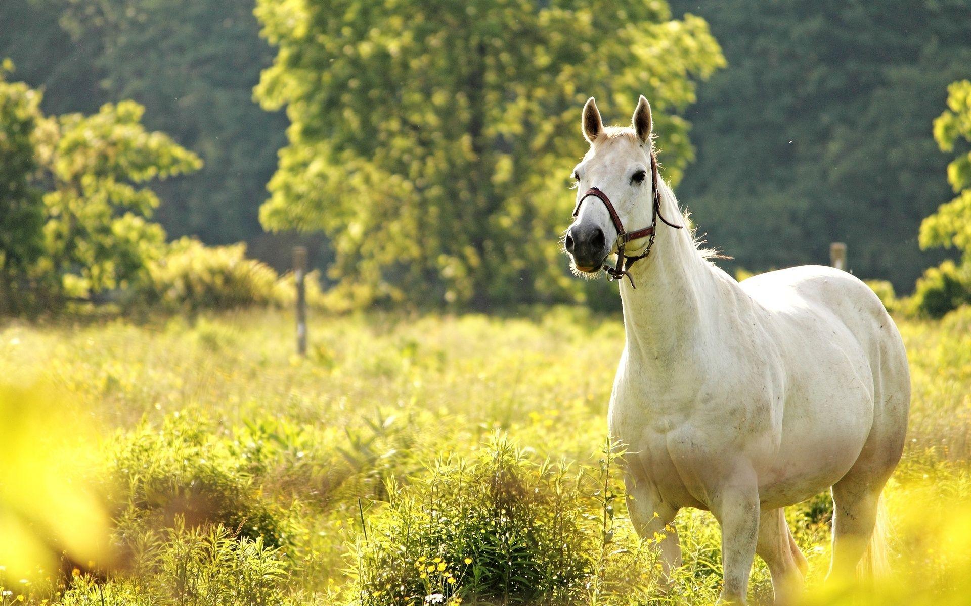 white horse nature Desktop Wallpaperk HD
