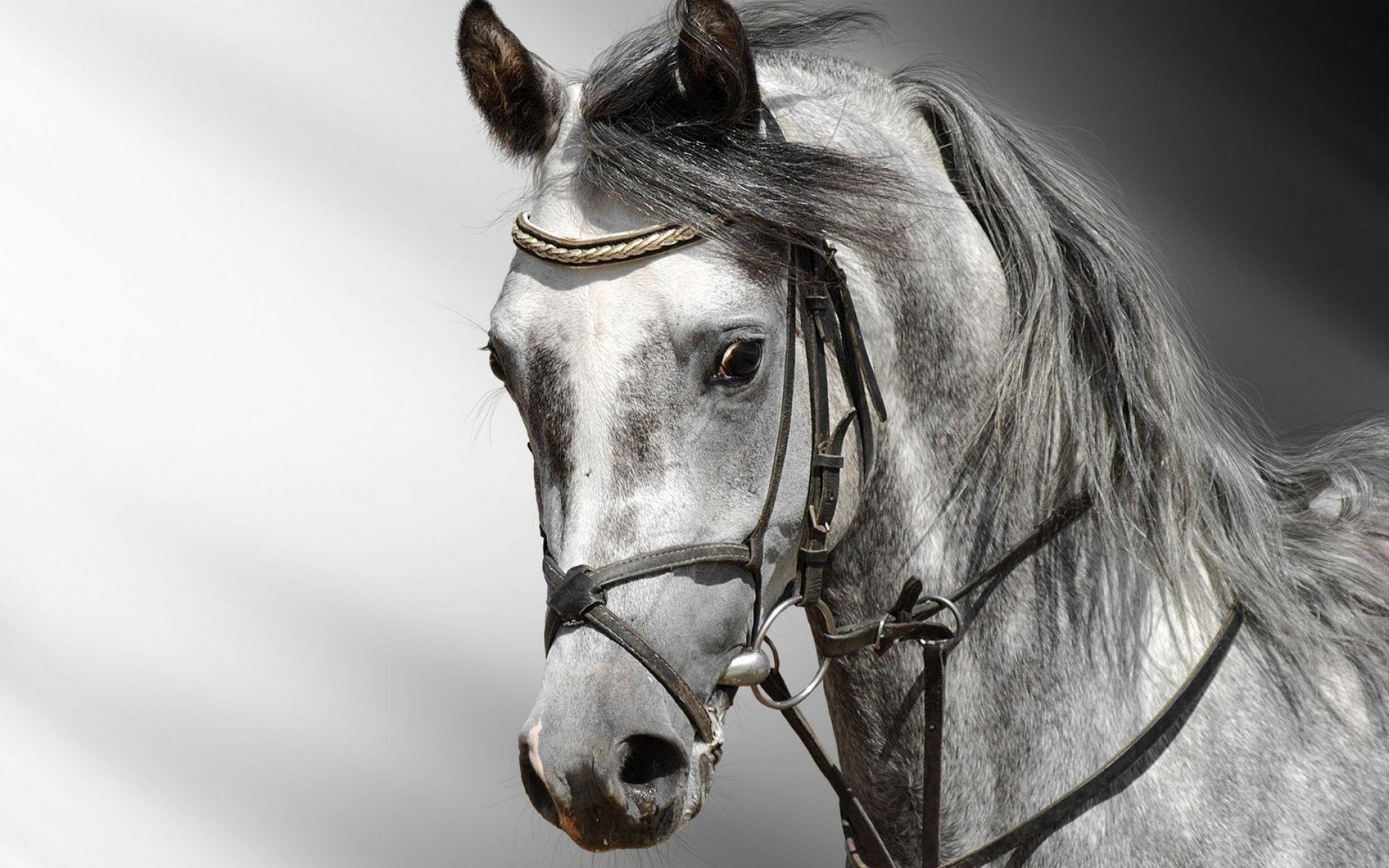 3D Black and White Horse Wallpaper. HD Animals and Birds