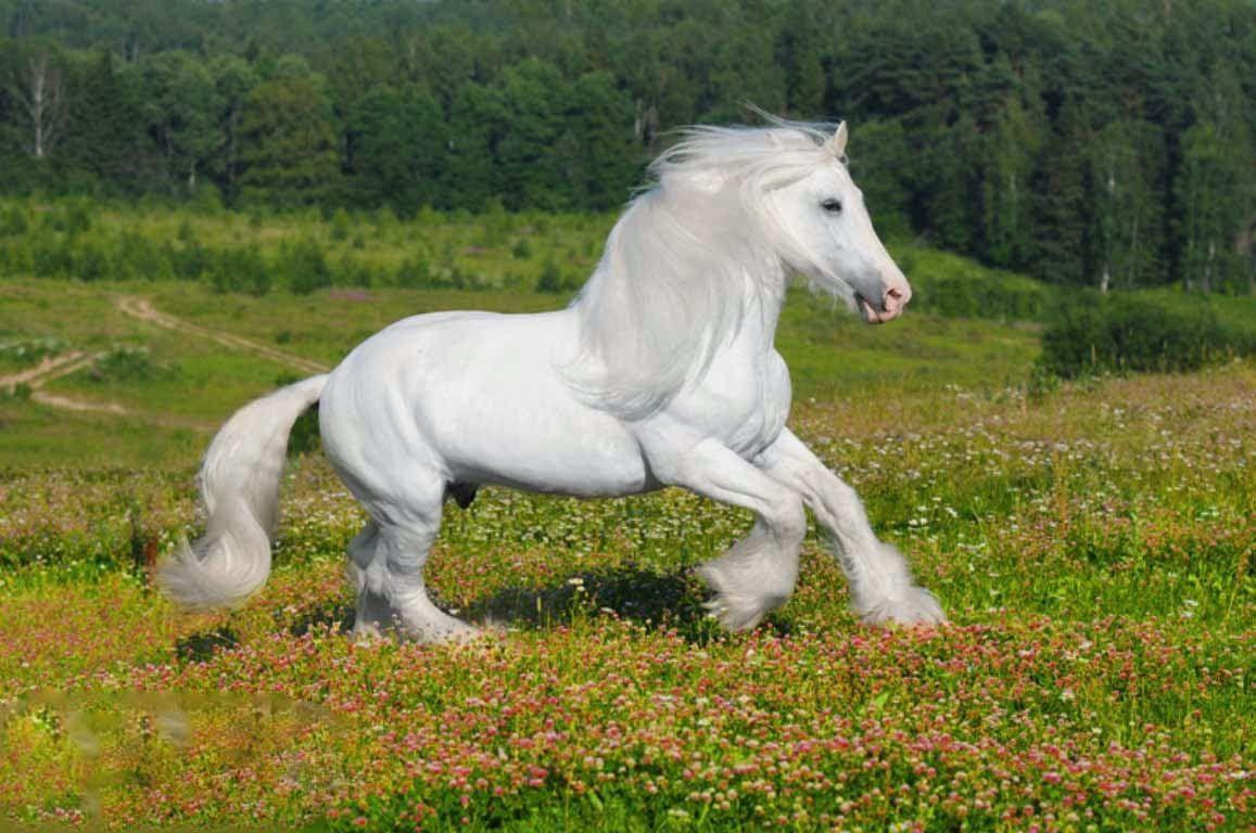 1157x768px Adorable White Horse wallpaper 94