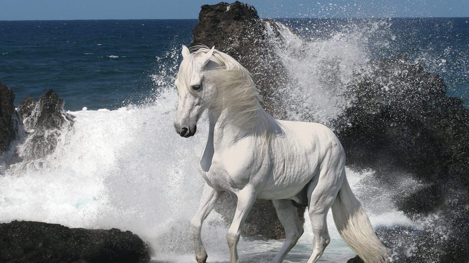 White Horse. Full HD Widescreen wallpaper for desktop