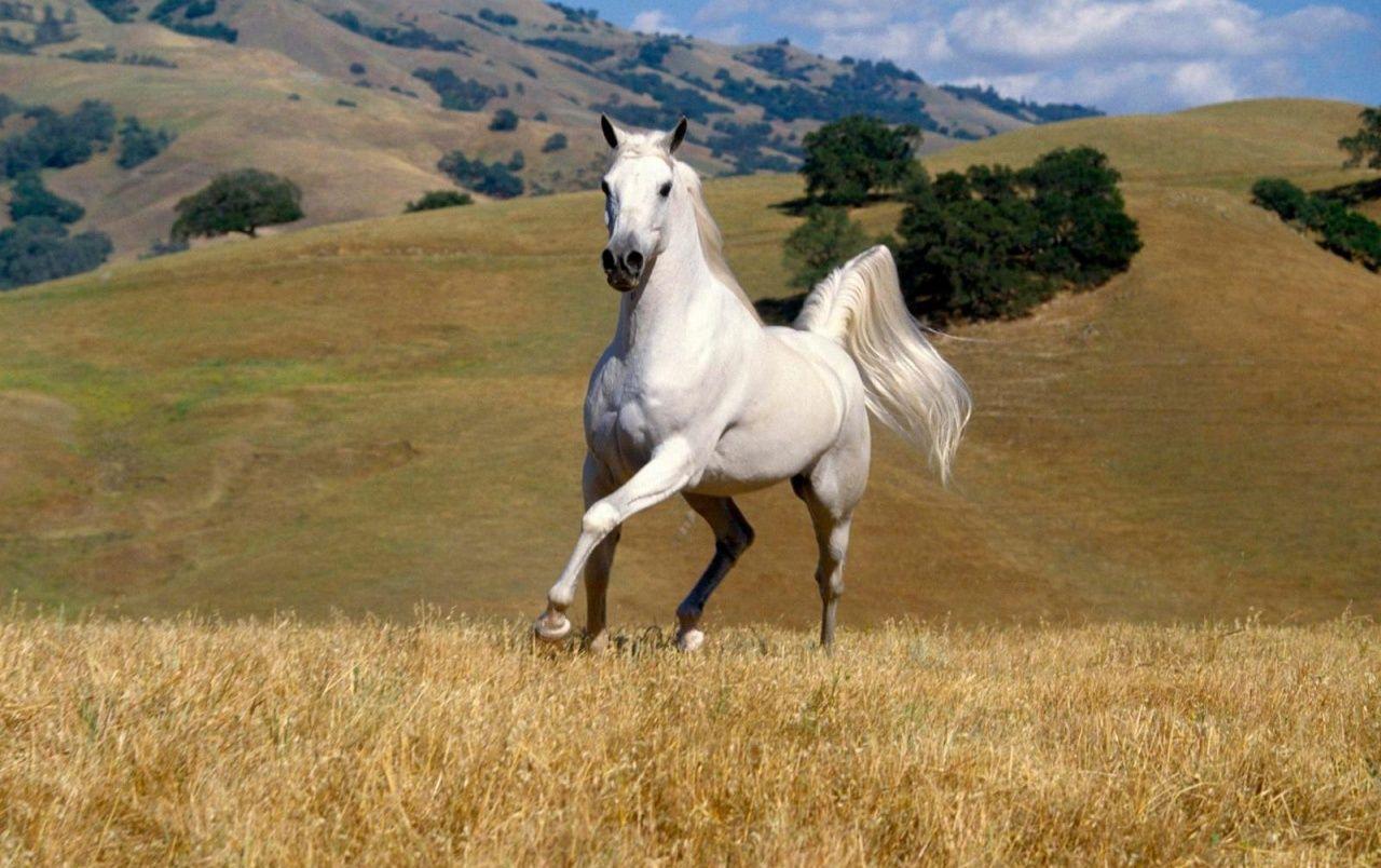 Beautiful white horse wallpaper. Beautiful white horse