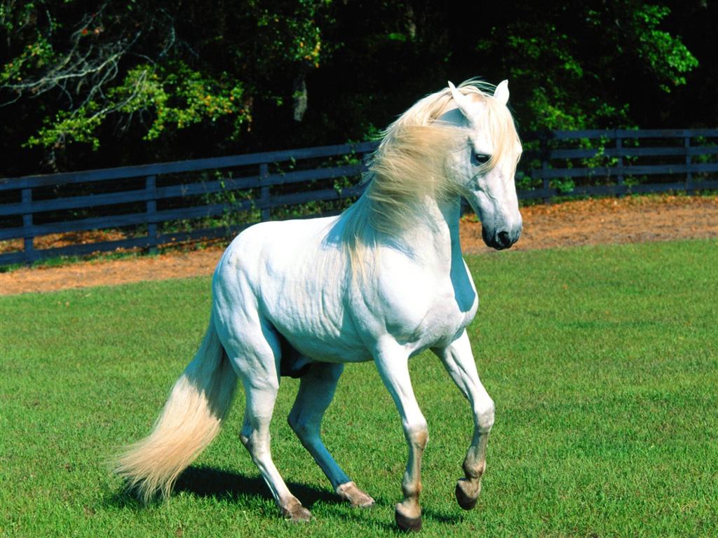 HD Animals Wallpaper: White horse Wallpaper