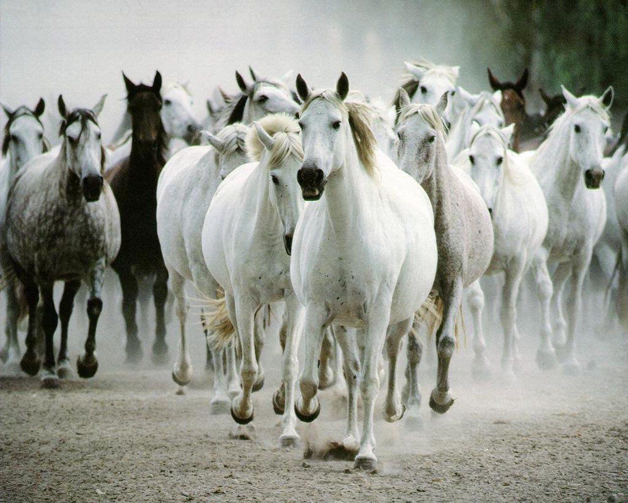 White Horses Wallpaper. White Horses Picture. White Horses Image