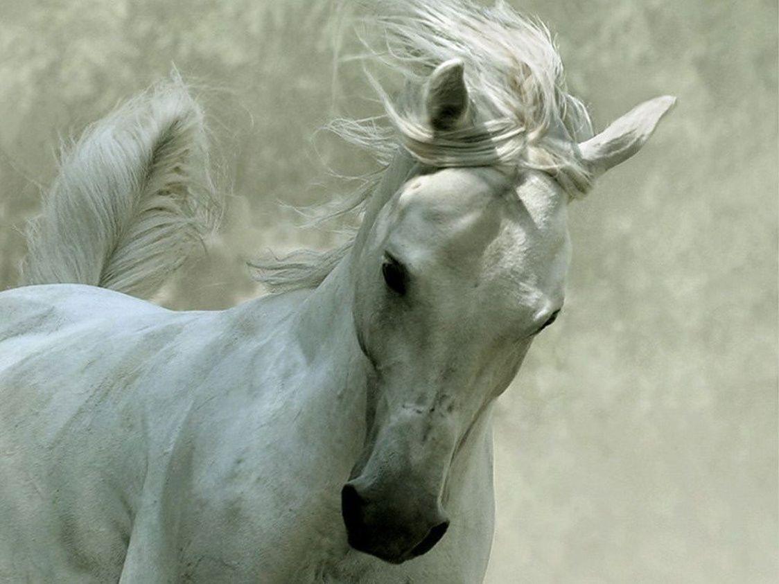 Horse wallpaper WHITE HORSE. Horse Best Animal Wallpaper