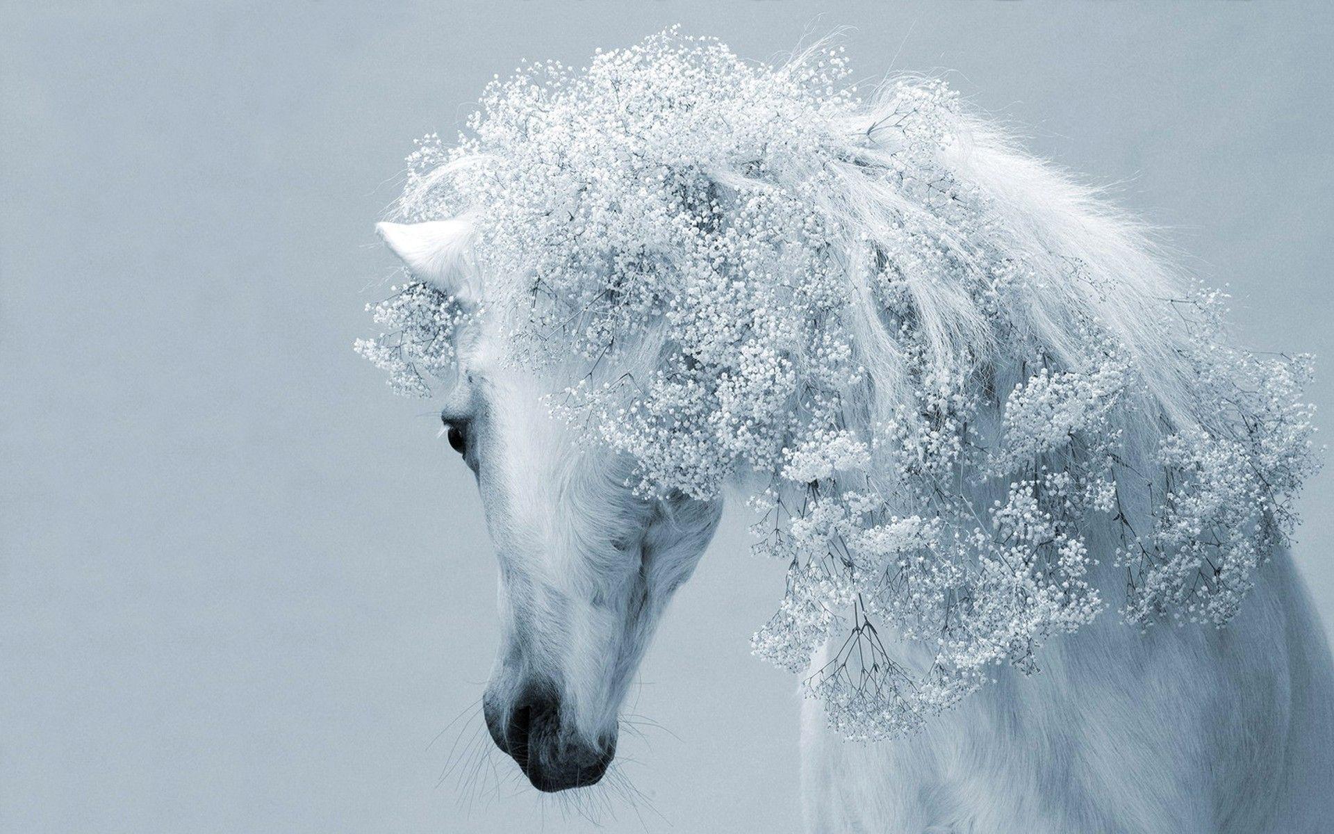 Beautiful white horse. White Horses. White horses