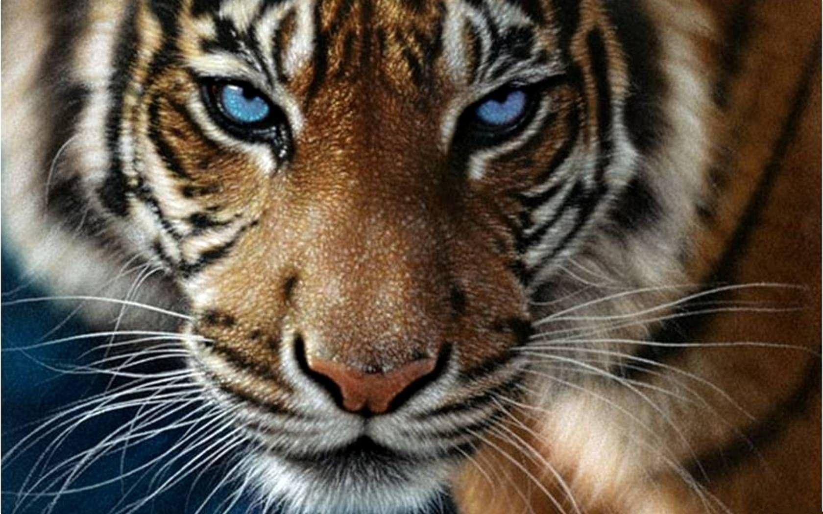 Free Desktop Tiger Eyes Wallpaper Dowload