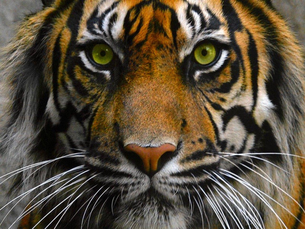 tiger eyes. tiger eyes, eyes, face, tiger. A Love of Tigers
