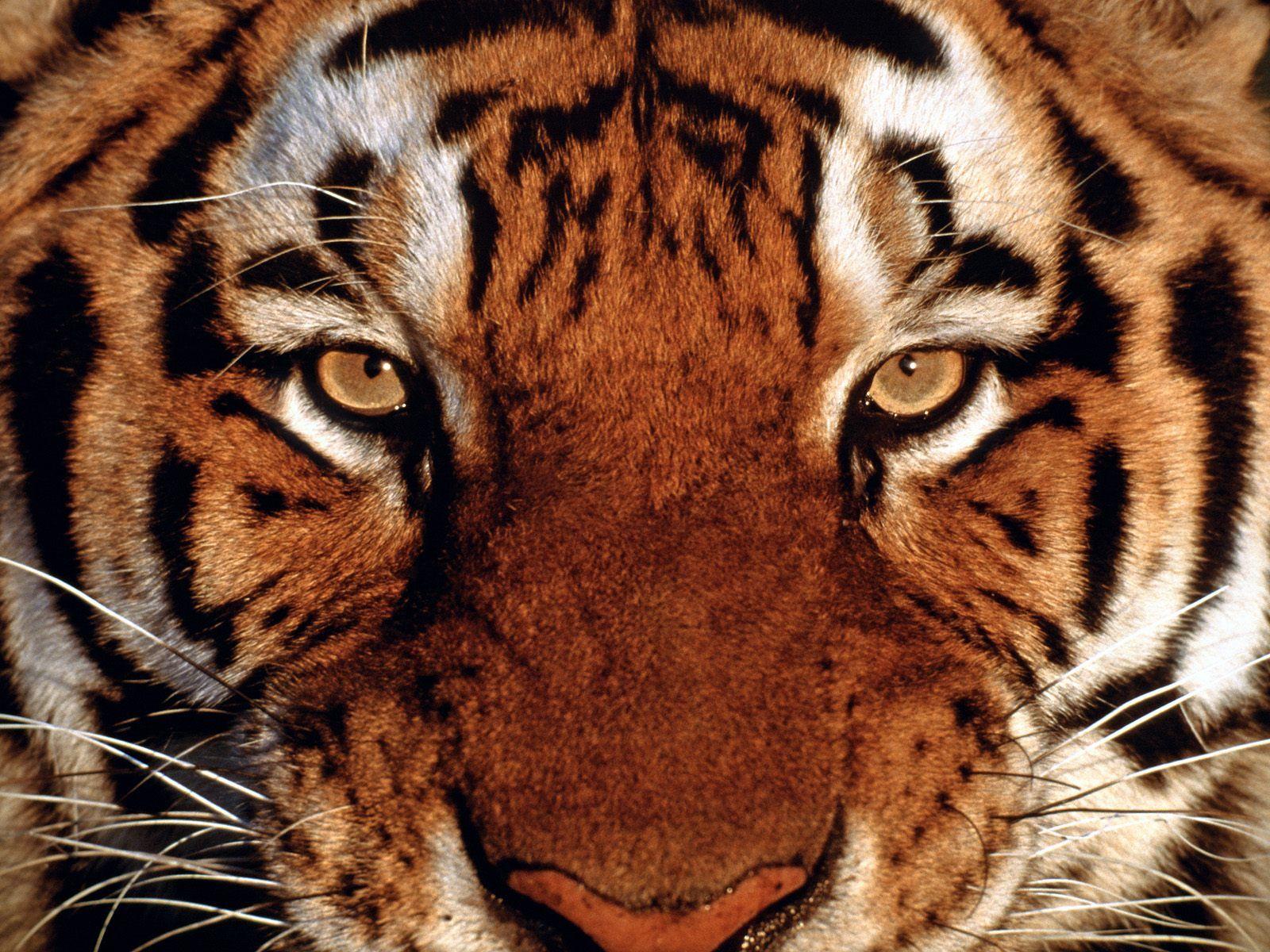 image Of Tigers Faces