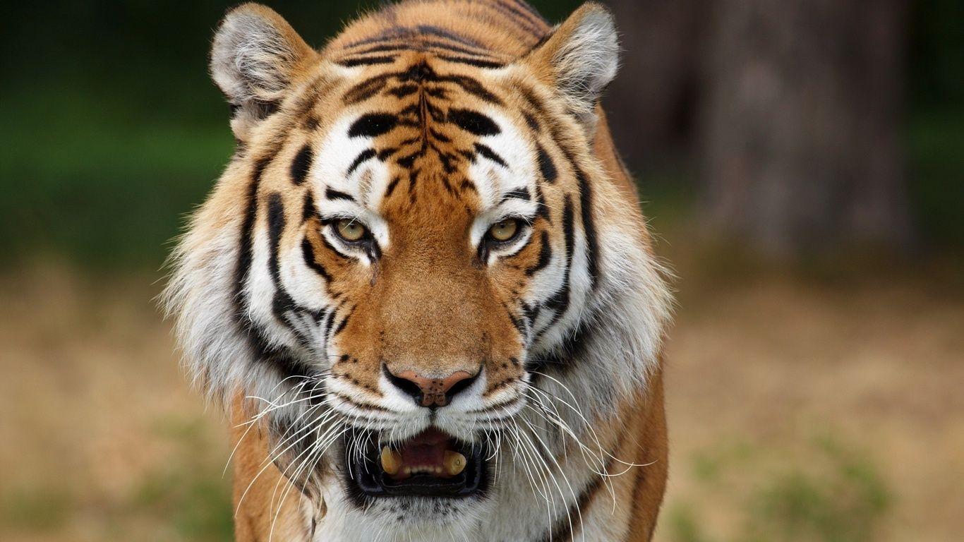 Angry tiger photo wallpaper