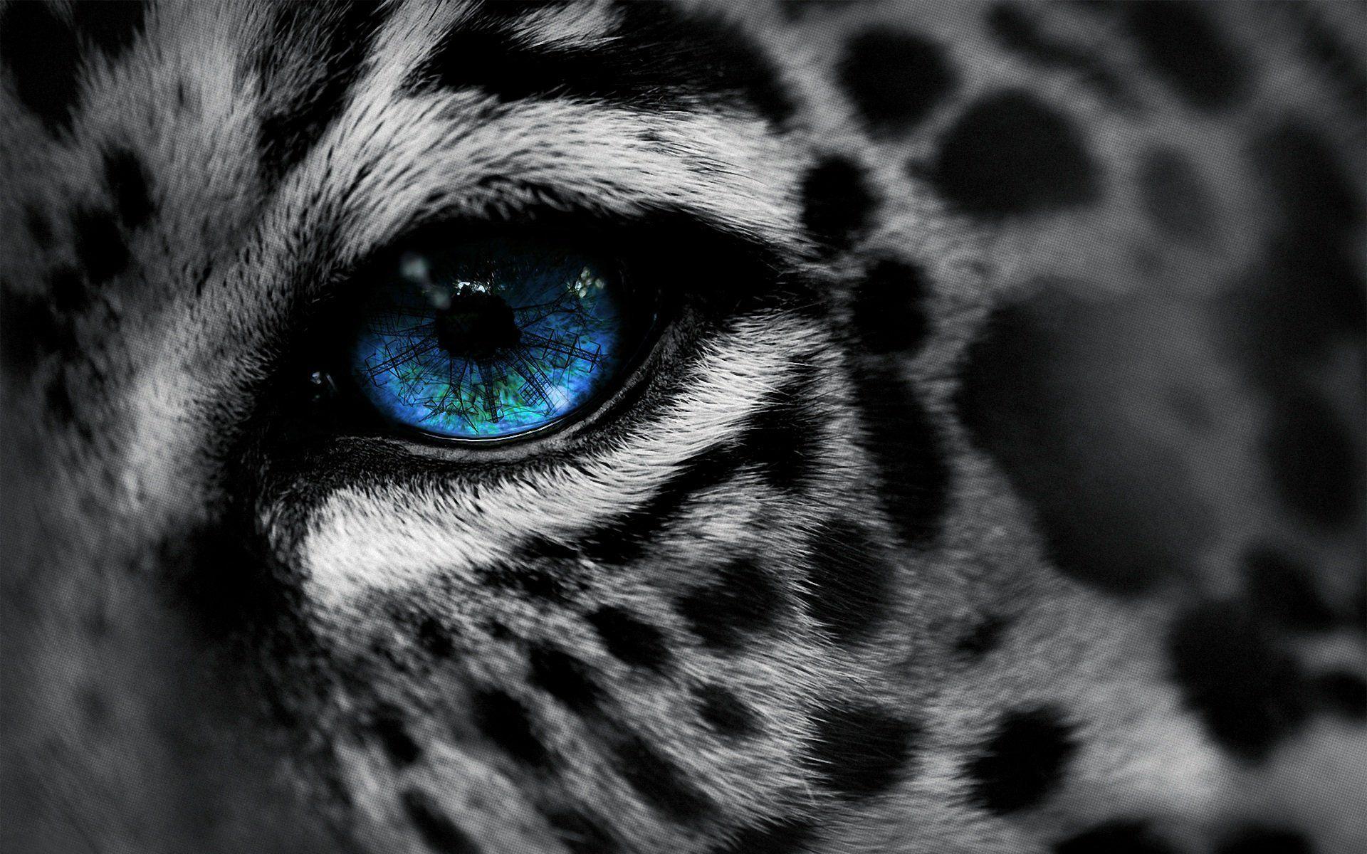 Tiger Eye Wallpaper