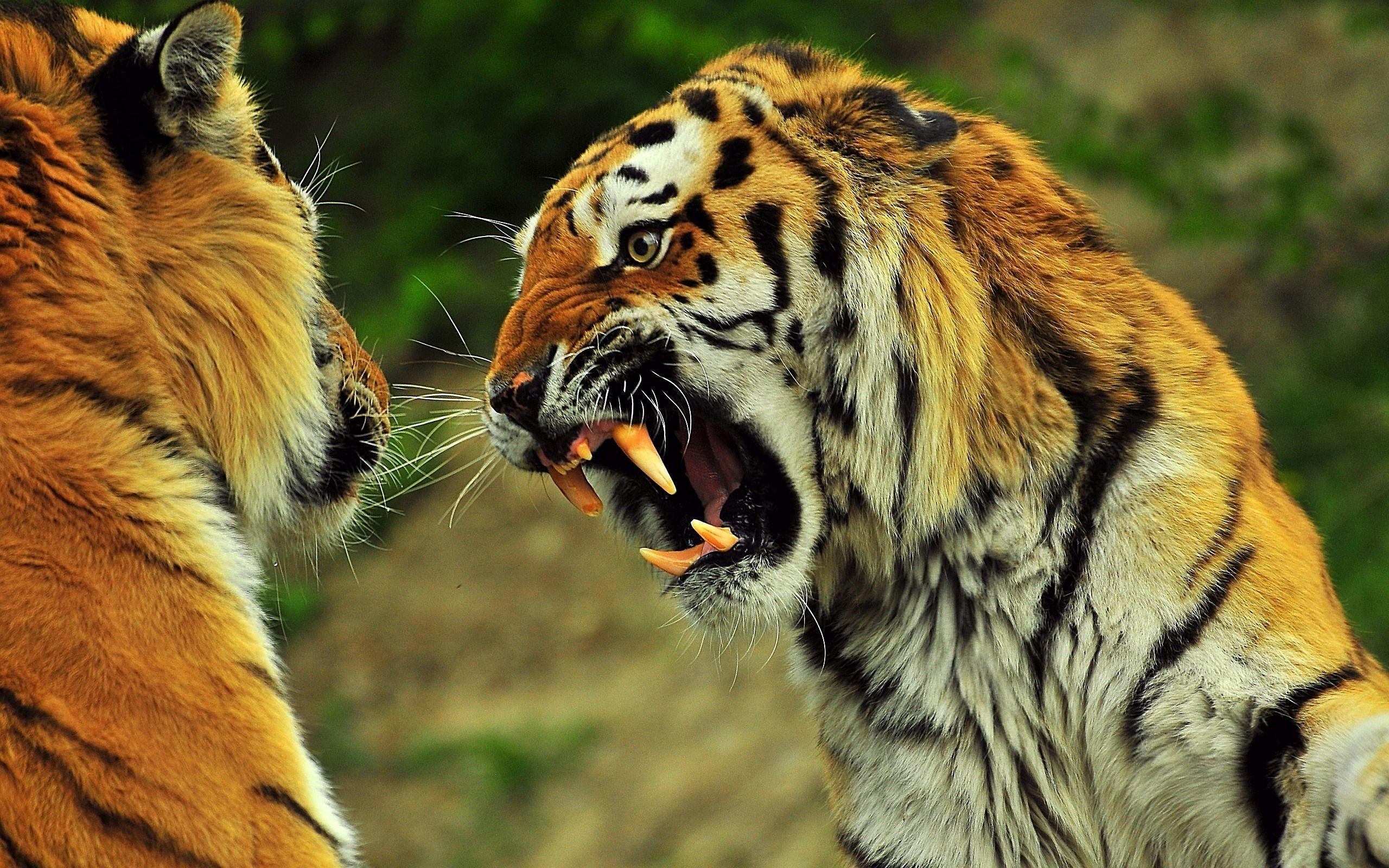 tiger angry Desktop Wallpaperk HD