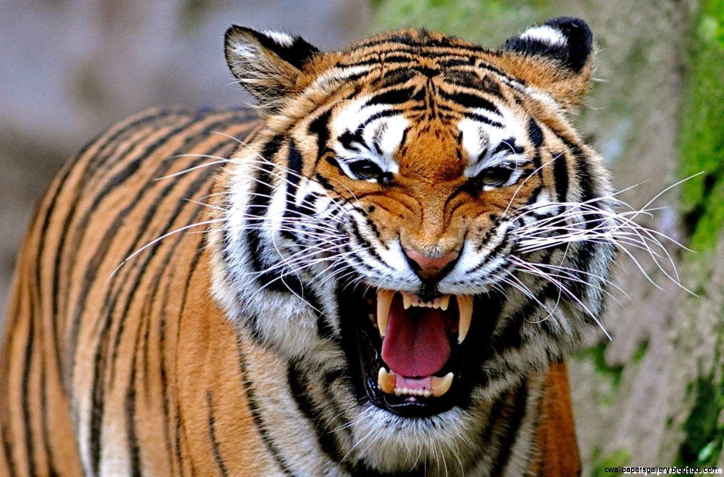 Angry Tiger Face Wallpaper