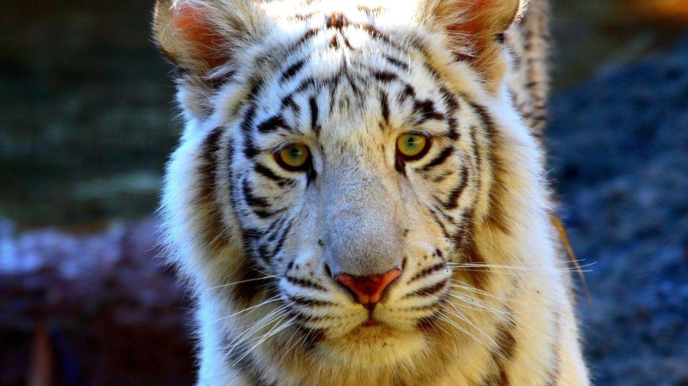 Tiger Eyes.Tiger Roar Clipart. Closeup Of A Sumatran Tiger